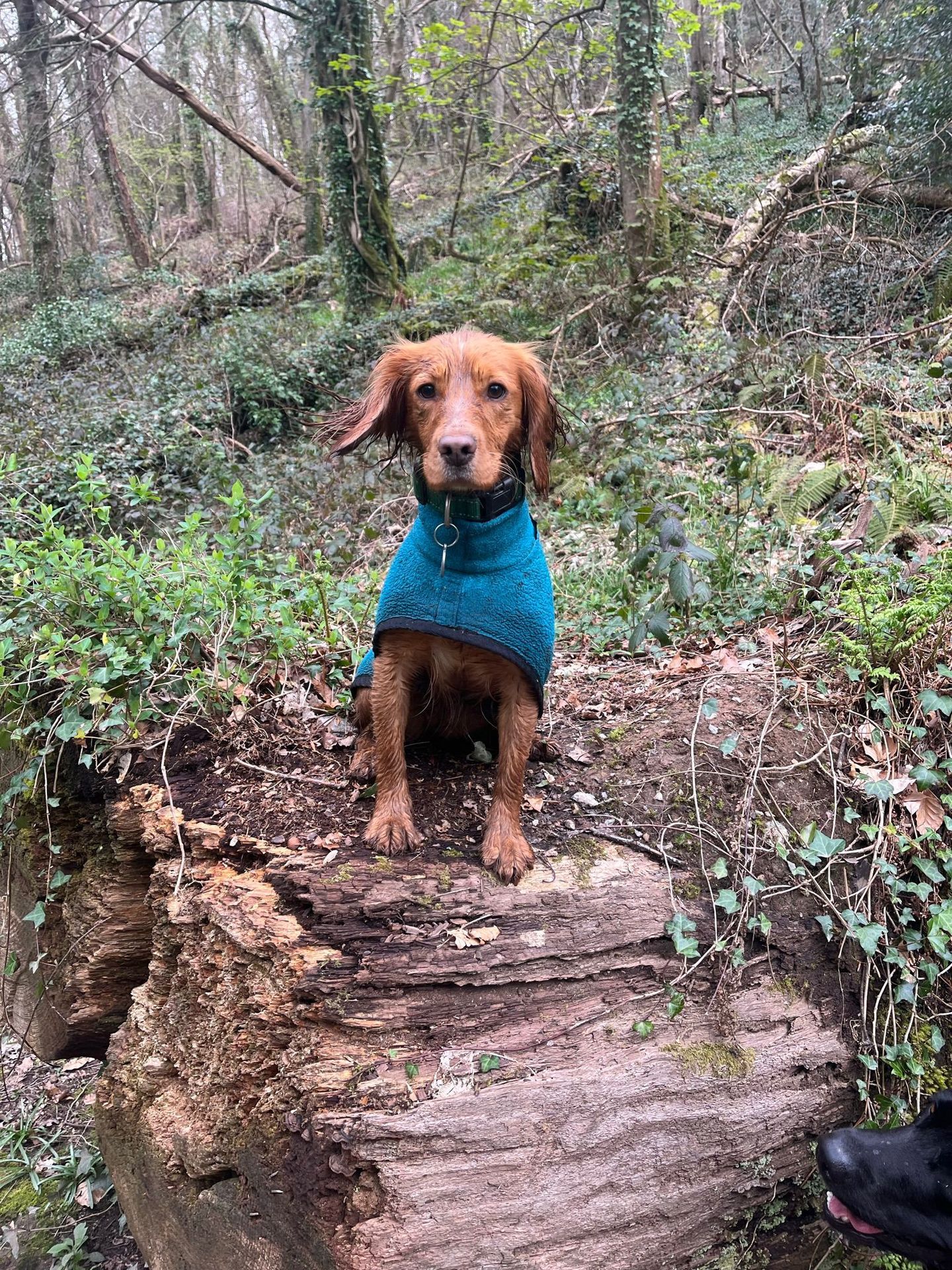 Happy dog enjoying a solo walk through the countryside