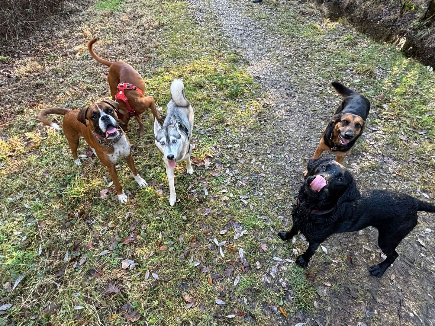 Dogs enjoying a group walk in the South Devon countryside