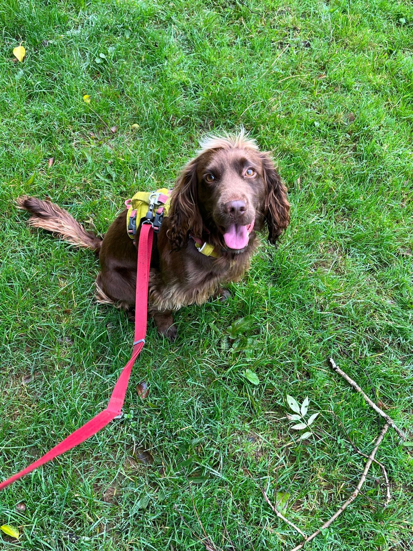 Dog enjoying a group walk in the South Devon countryside