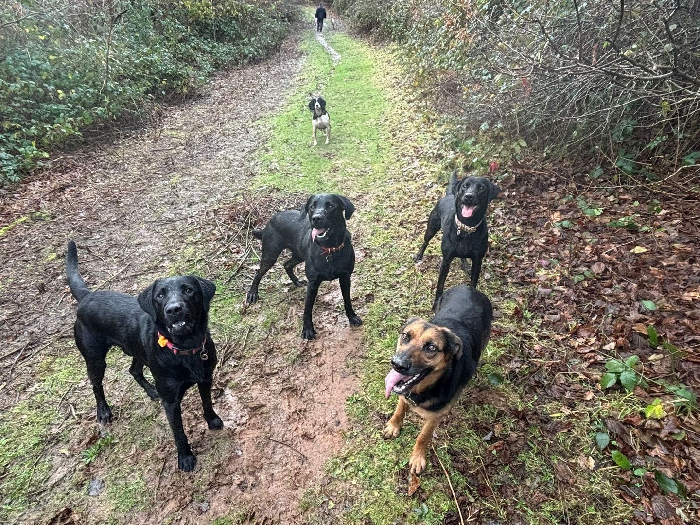 Dogs enjoying a group walk in the South Devon countryside