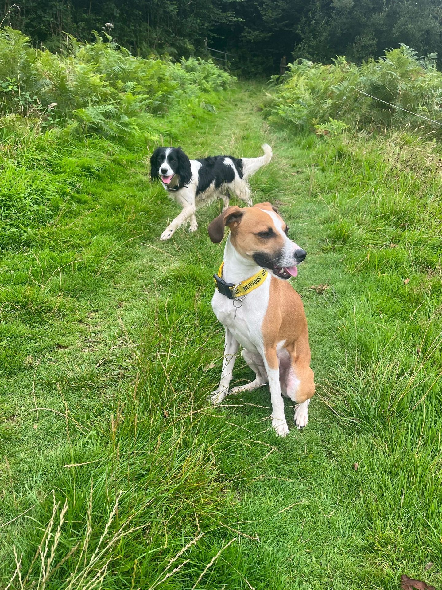 Dog enjoying a group walk in the South Devon countryside