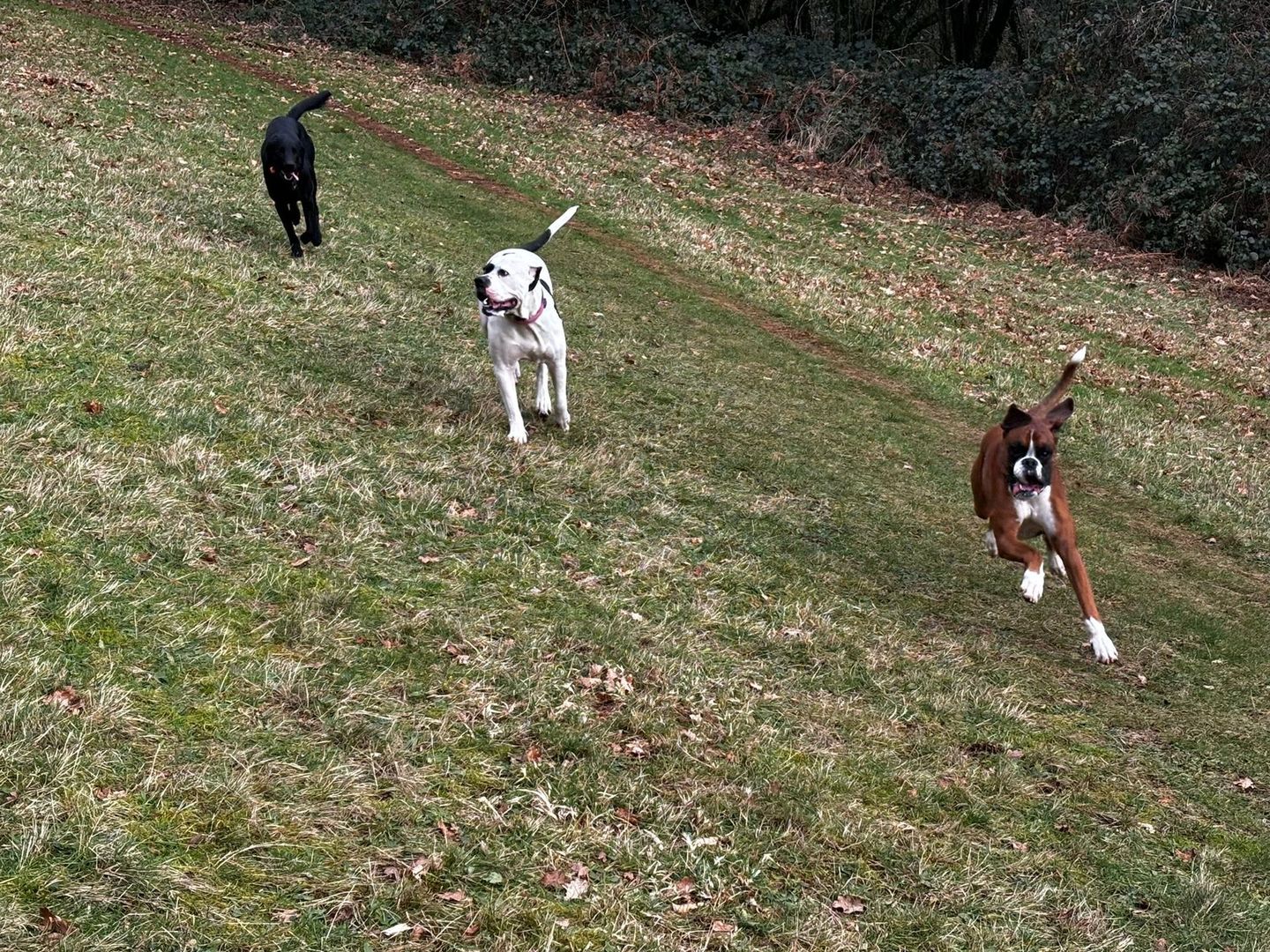 Dogs enjoying a group walk in the South Devon countryside