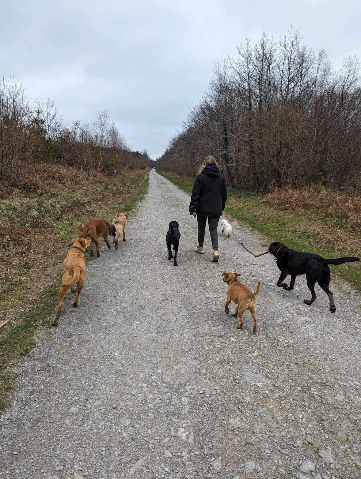 Dog walker leading a small group of happy dogs on a woodland path
