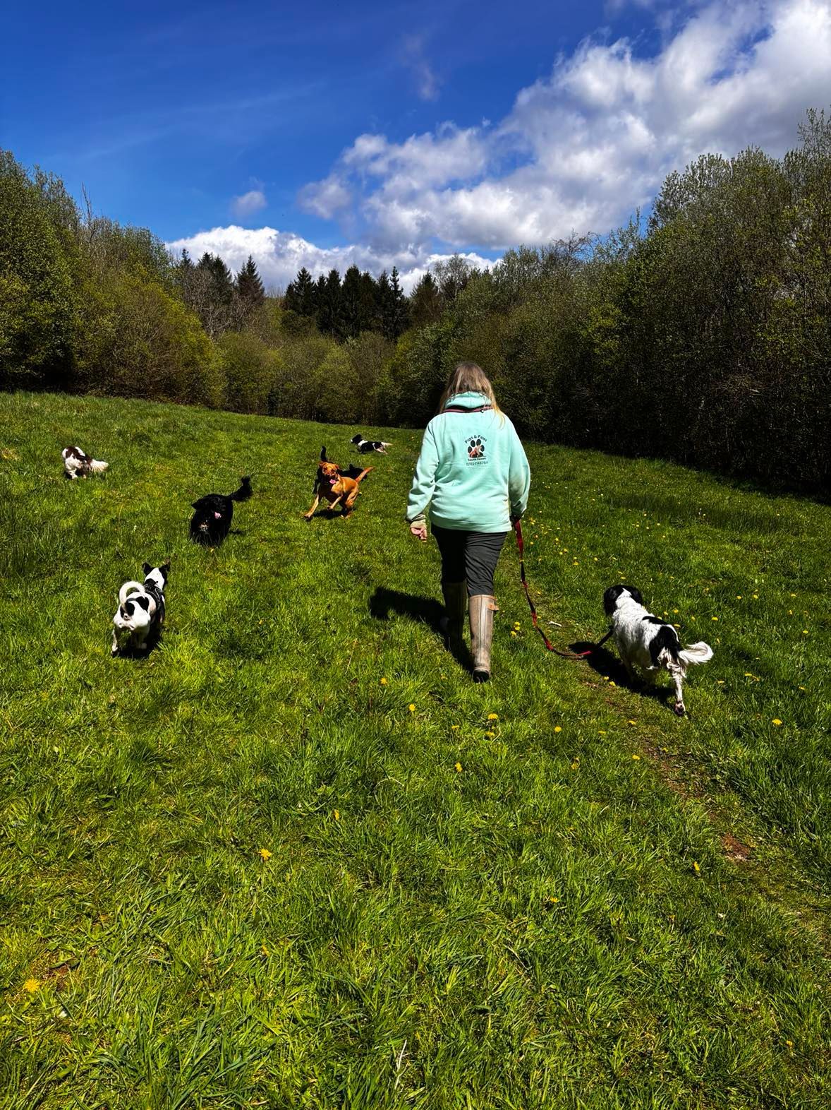 Dog walker leading a small group of happy dogs on a  field adventure