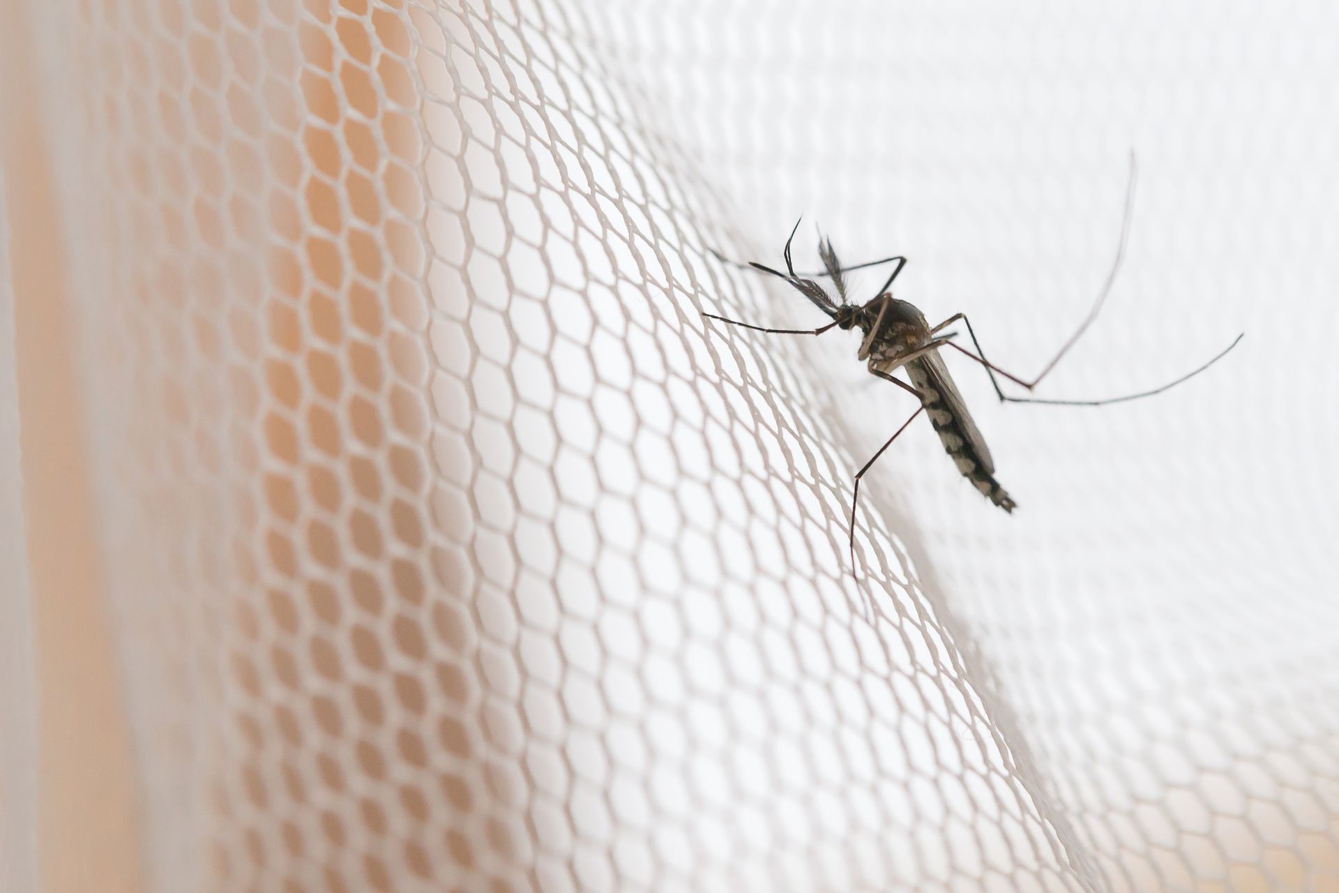 Connecticut Summer Safety: Protect Your Family From Mosquitoes and West Nile Virus