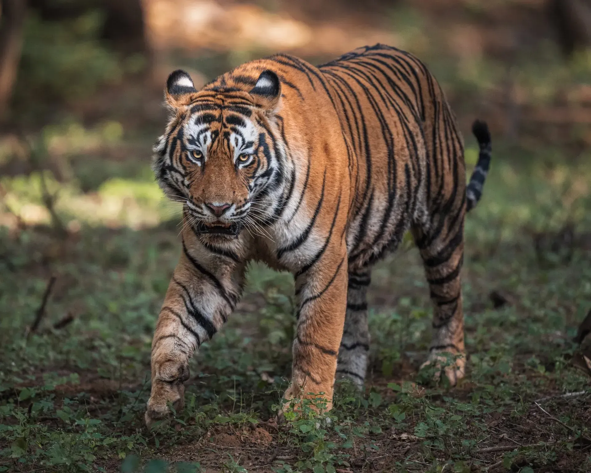 Wildlife Photography