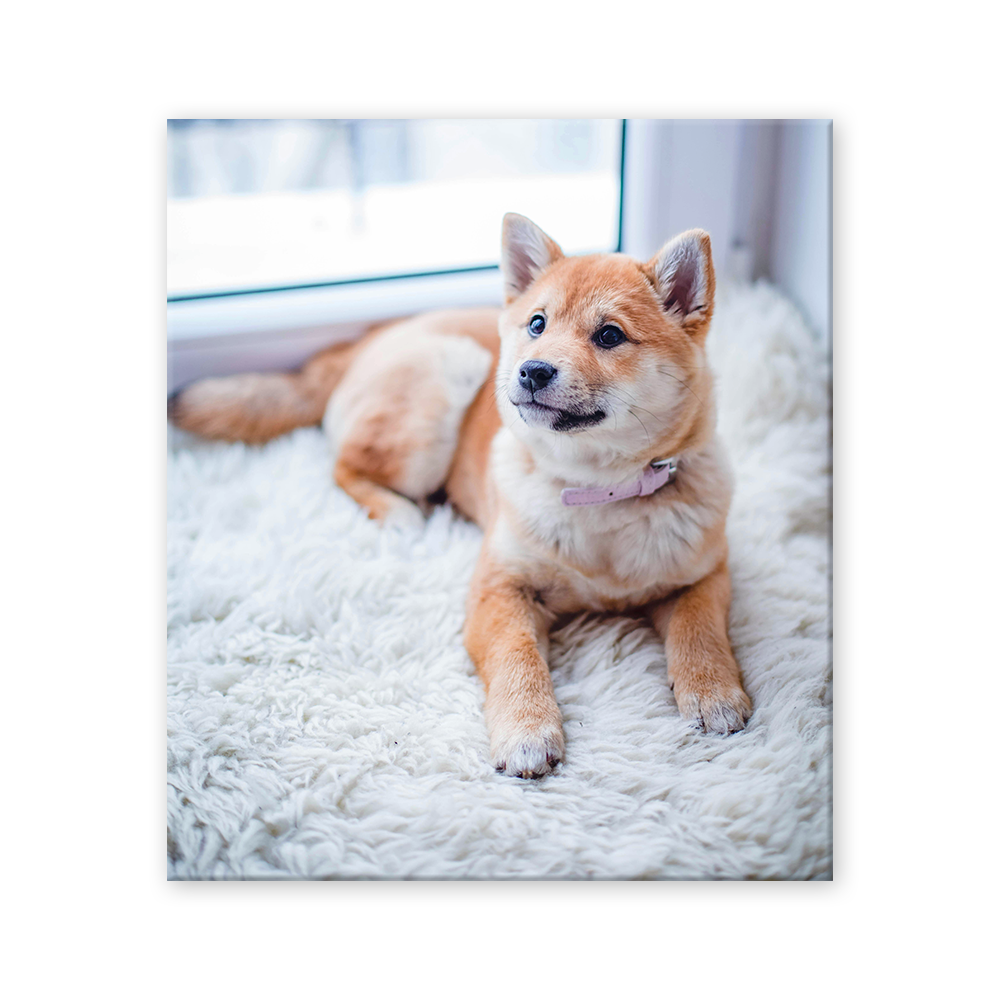 Acrylic Prints image