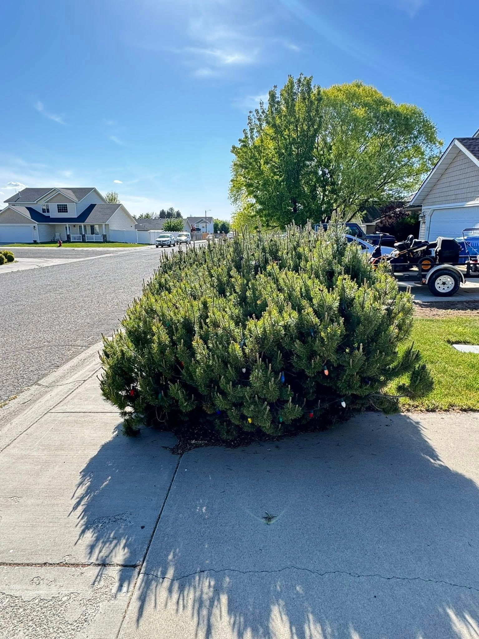 Bush overhanging a suburban sidewalk beside a driveway on a sunny day