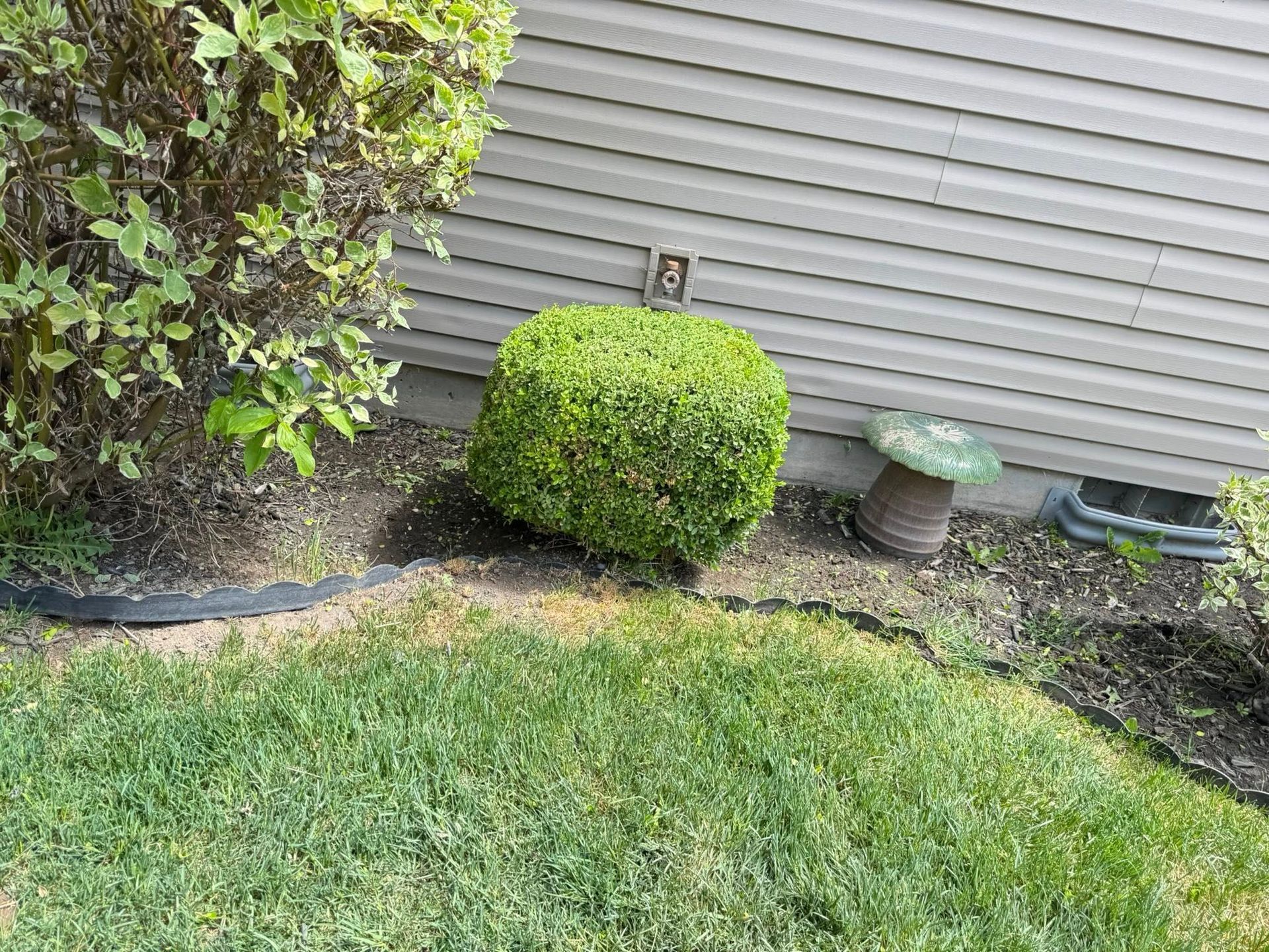 Front yard with green shrubs, grass, and a house wall with vents and a small utility box