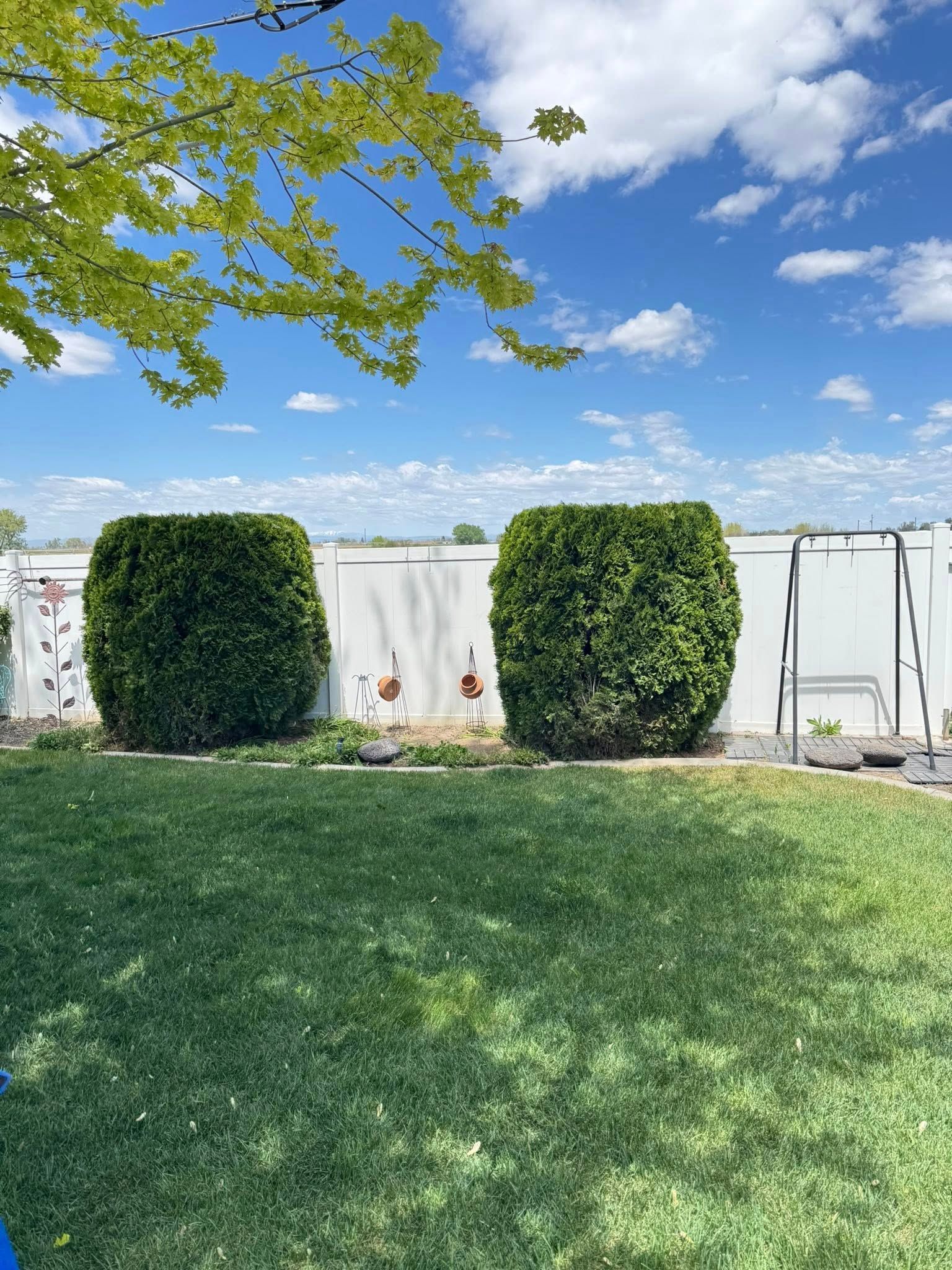 Sunny backyard with two trimmed hedges, a white fence, green lawn, and a blue sky with clouds.