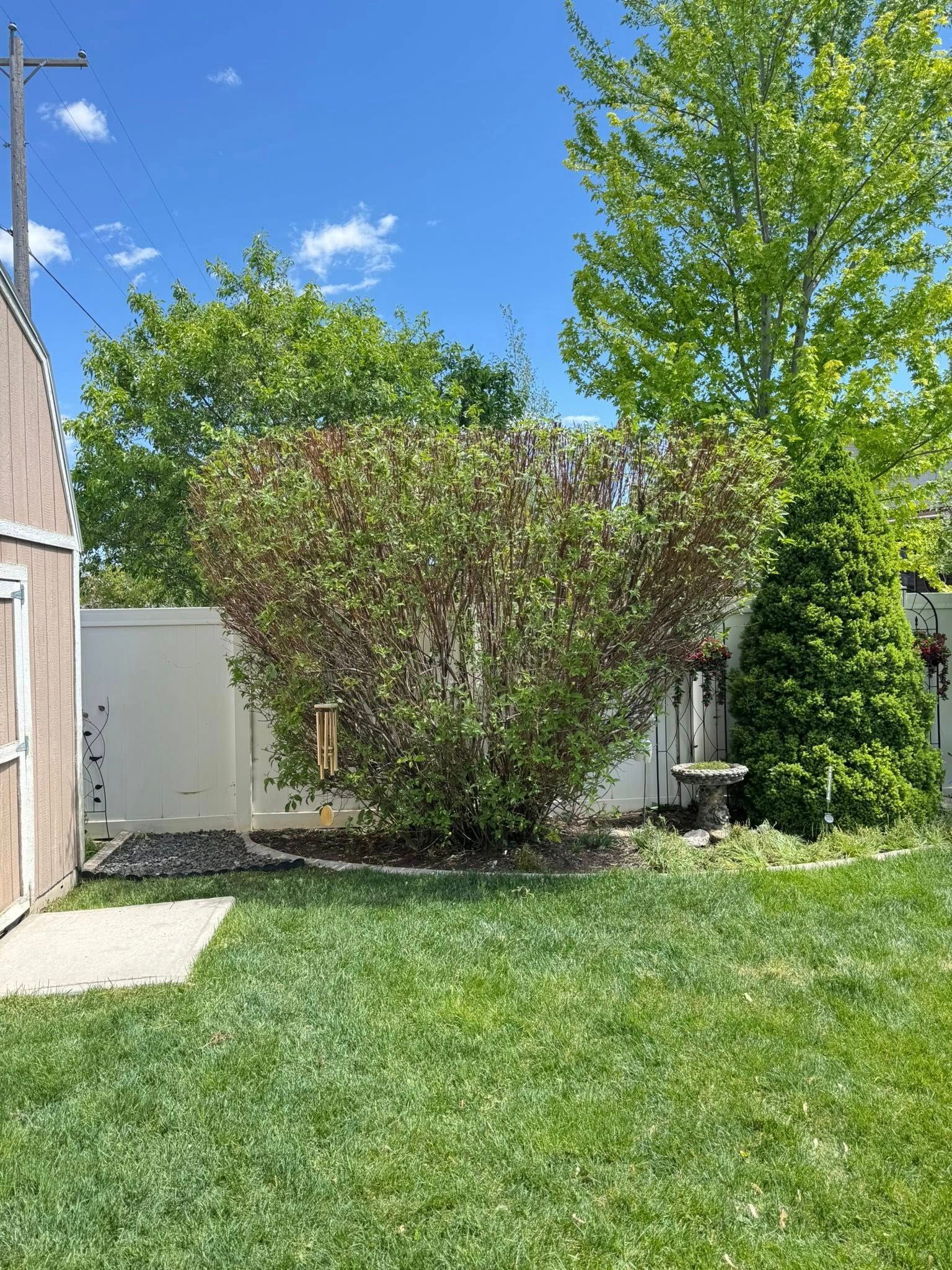 Backyard lawn with a large shrub, white fence, and blue sky on a sunny day