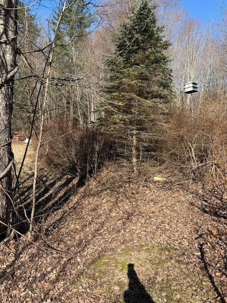 Leaf-covered forest trail with bare trees, evergreen in center, and a birdhouse on the right.