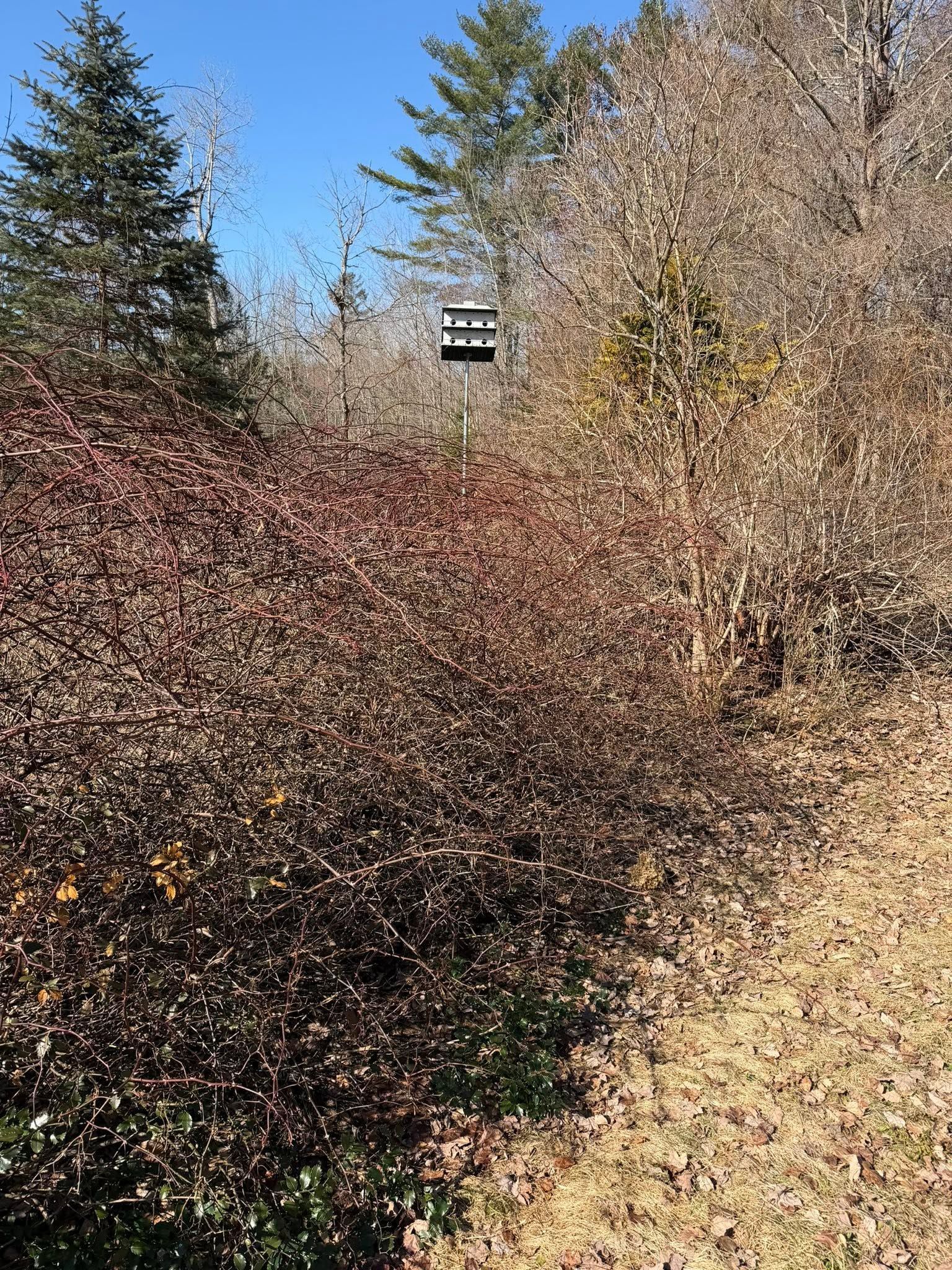 Brush-covered landscape with trees and a small birdhouse or sign in the distance under a clear blue sky