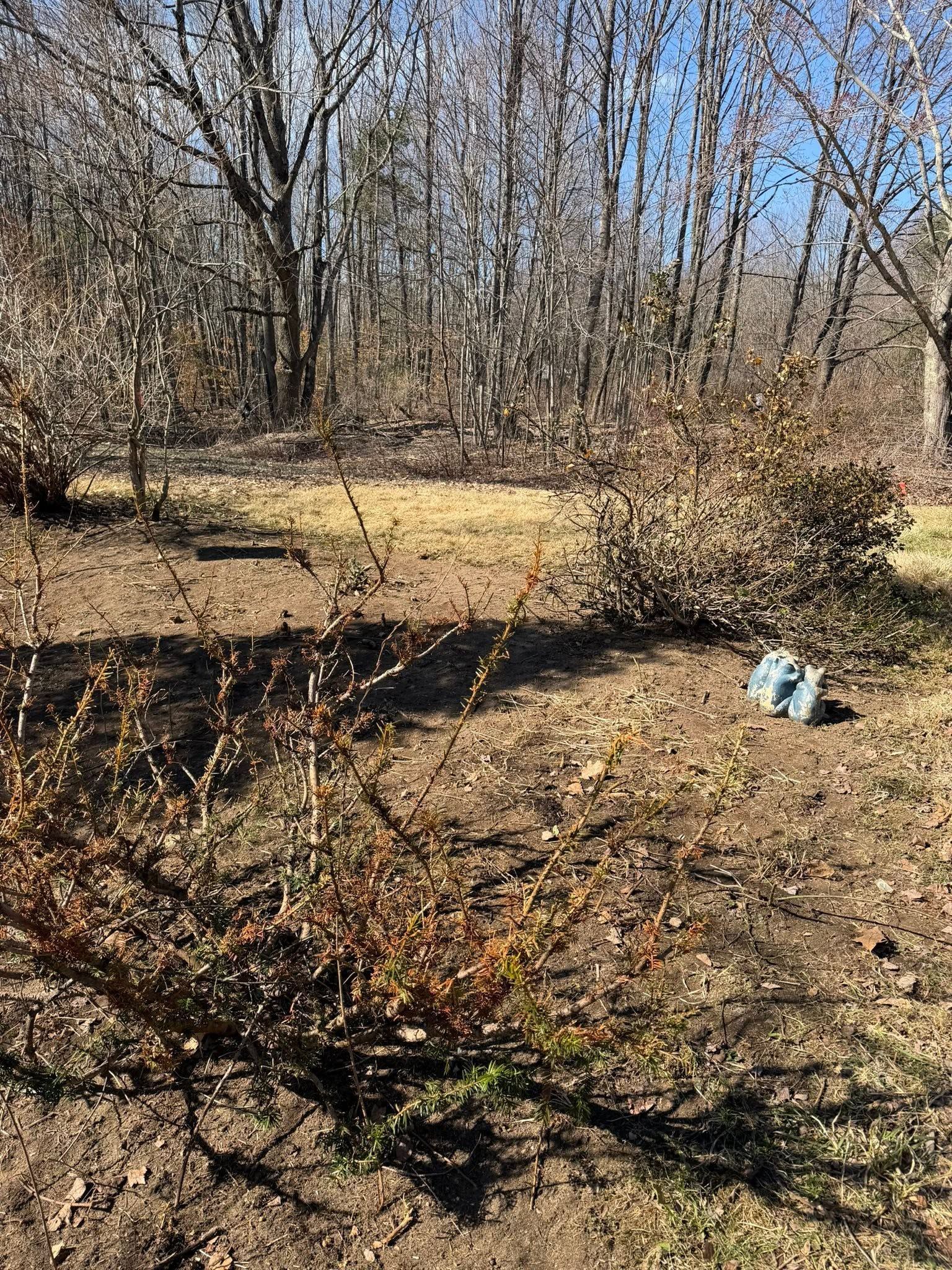 Leaf-covered wooded yard with bare trees, brush, and a blue object on the ground