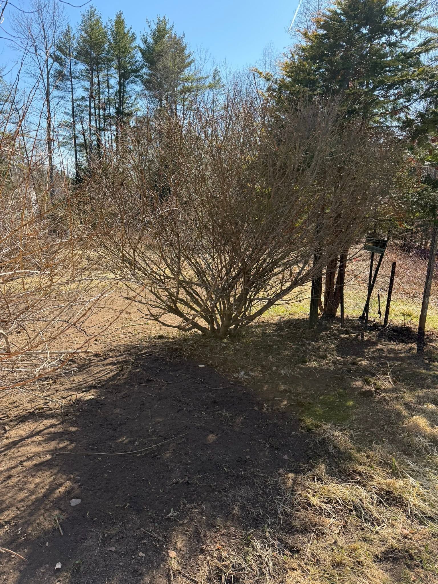 Leafless shrub in a sunny yard with trees and dry grass under a blue sky
