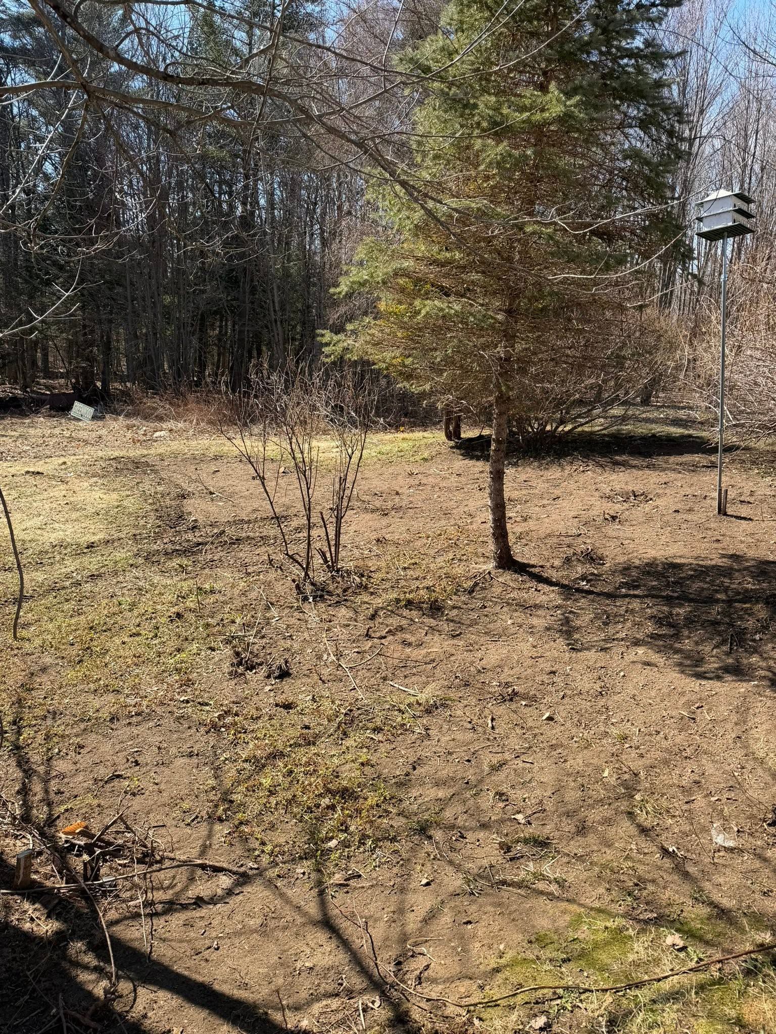 Leaf-covered yard with bare trees and a small evergreen in sunlight