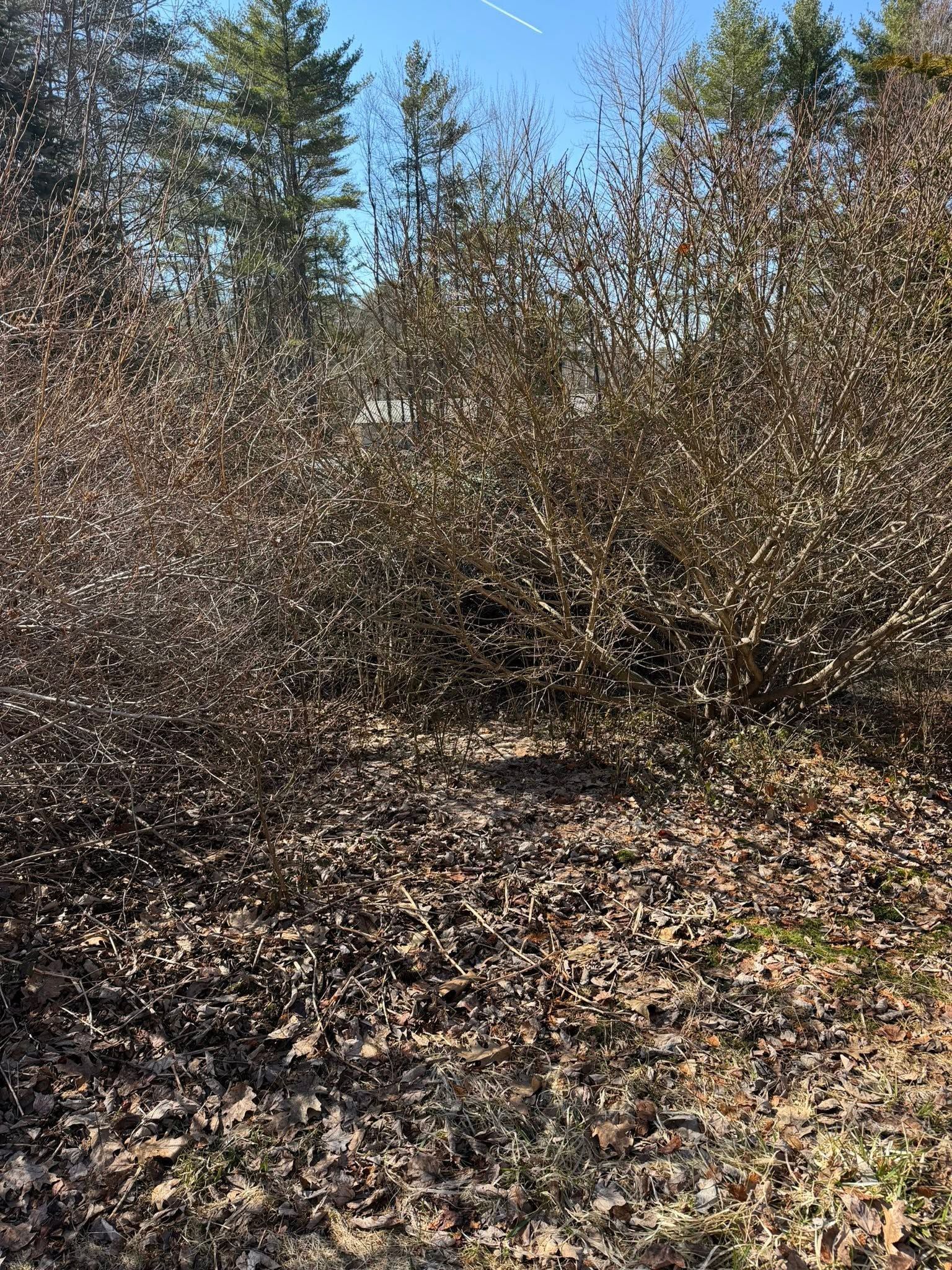 Dense leafless shrubs and small trees in a sunlit wooded area with a carpet of fallen leaves.