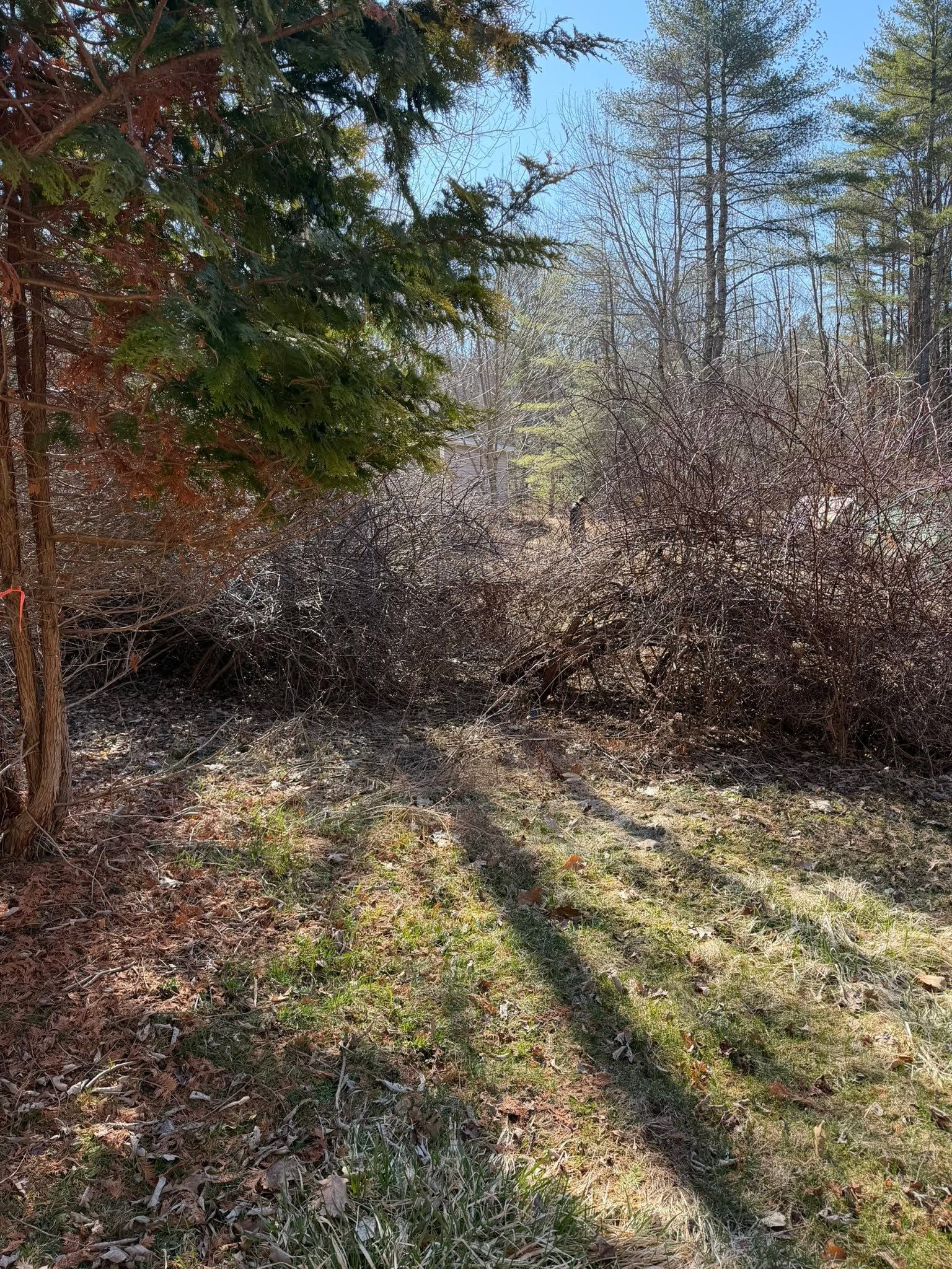 Wooded path with sunlit grass, leafless bushes, and long tree shadows in autumn