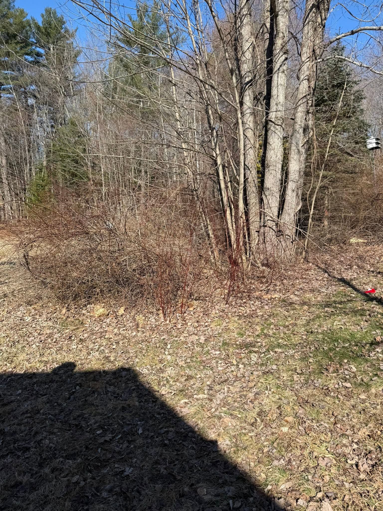 Wooded yard with leafless trees, dry grass, blue sky, and a shadowed foreground