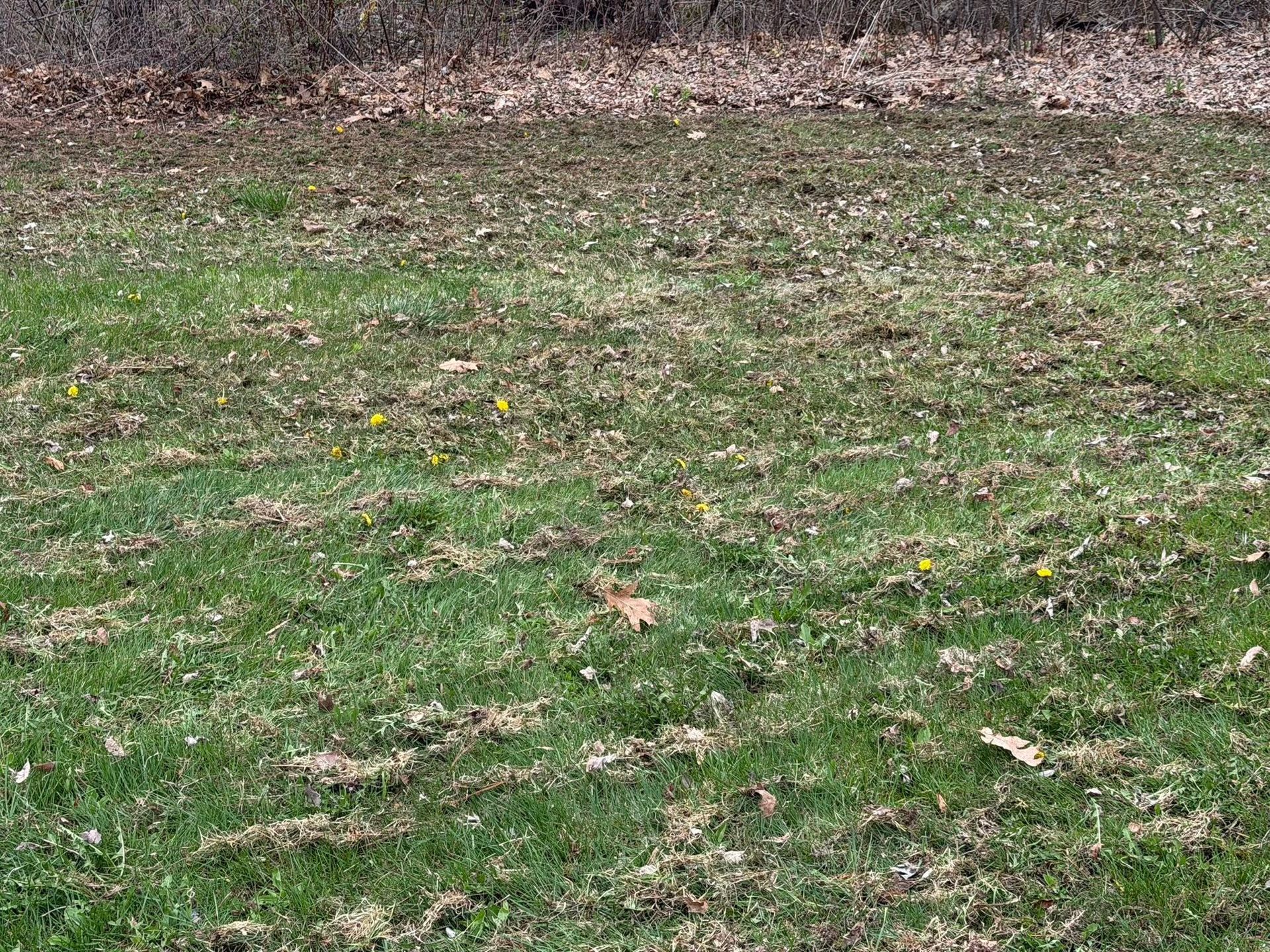 Patchy green grass with scattered leaves and bare soil in an outdoor yard