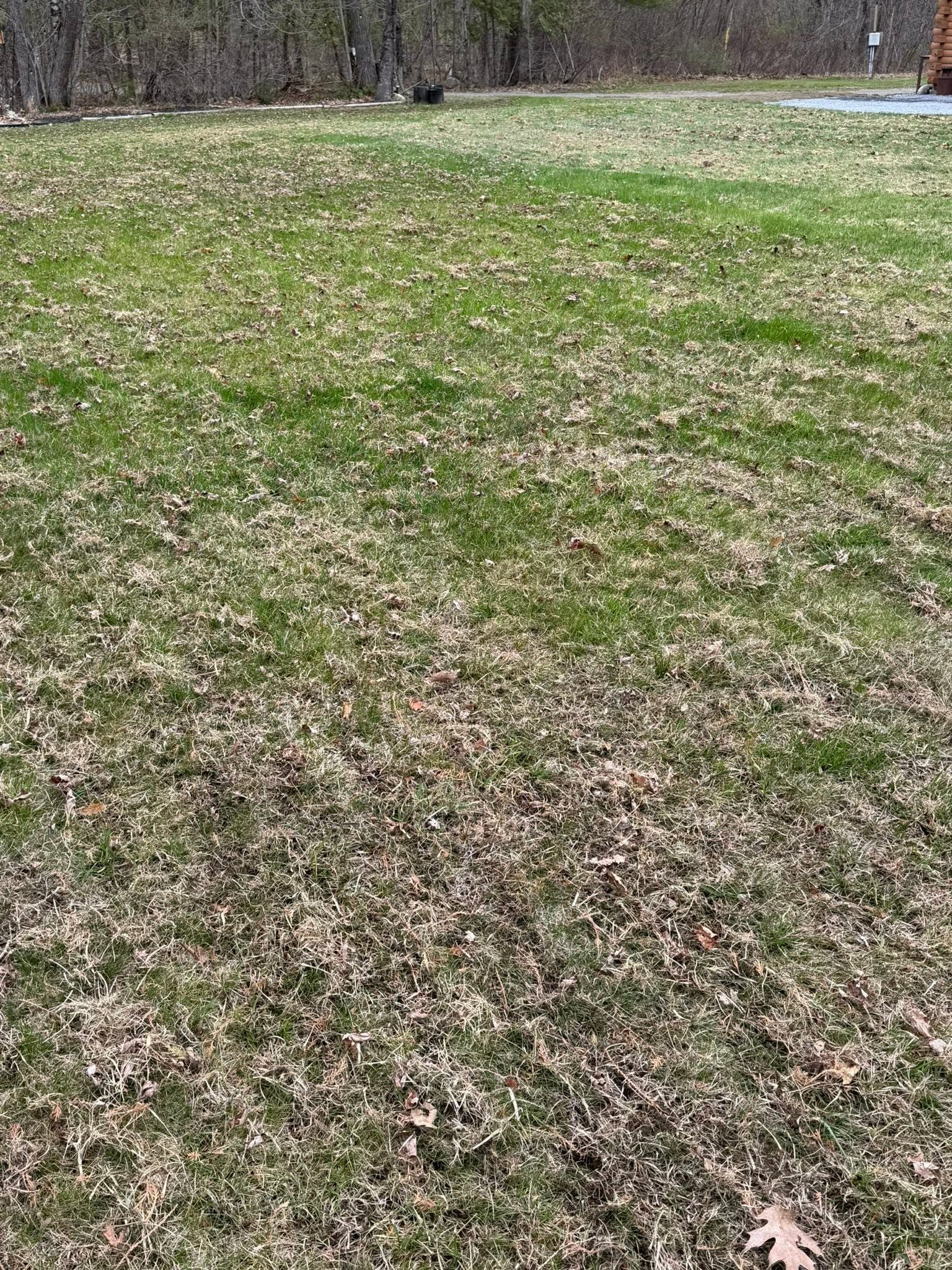 Patchy green-brown grassy field with leaf litter and trees in the background