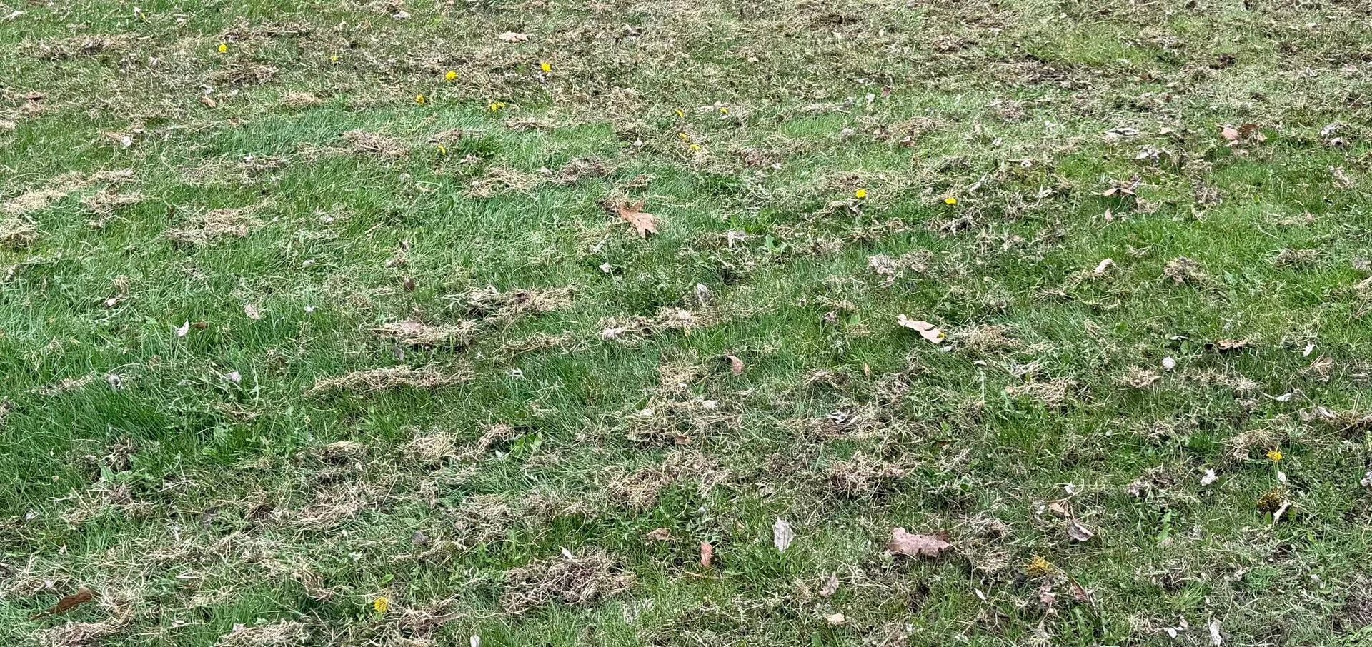 Patchy green grass with scattered dry leaves on the ground