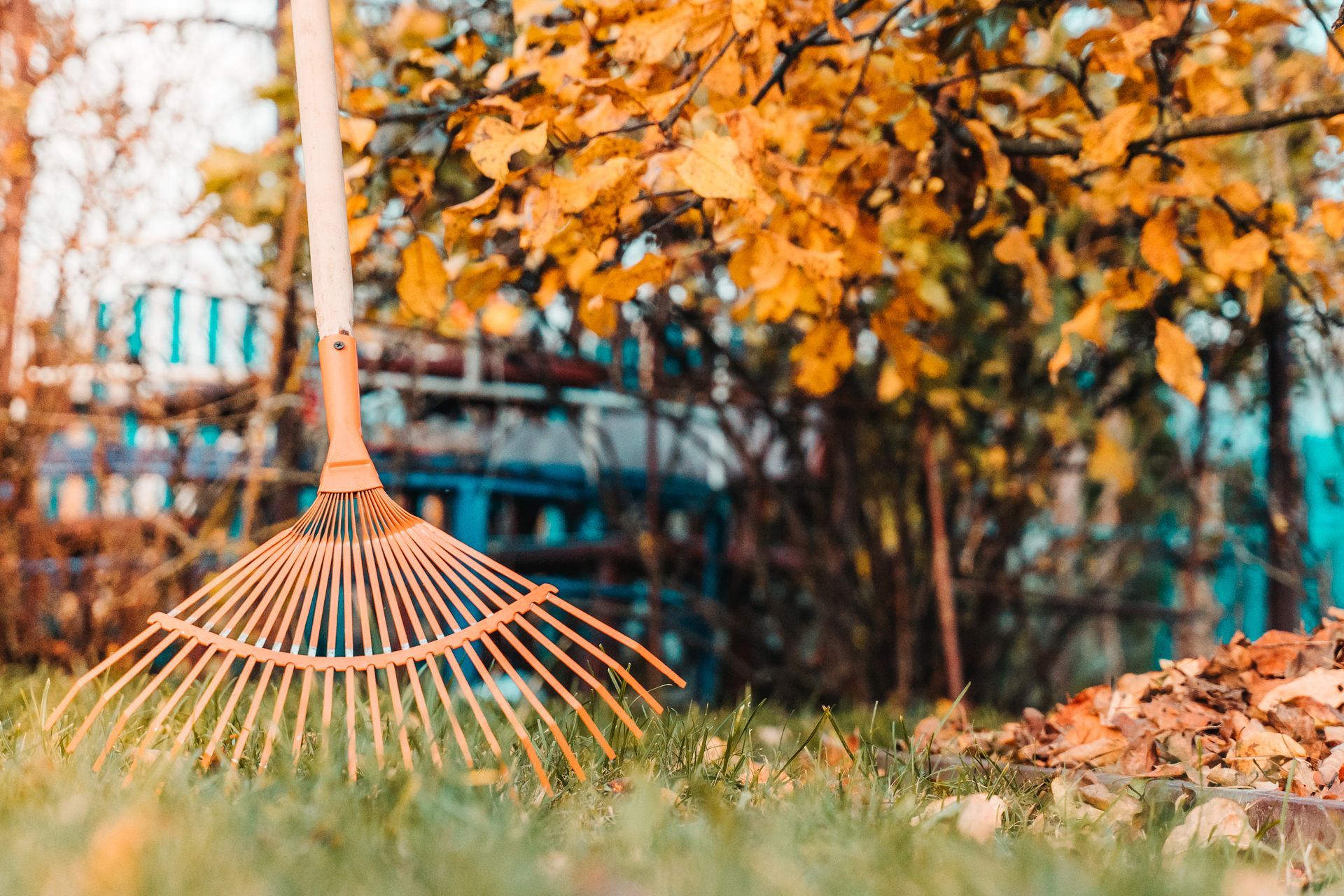 Rake resting in grass beneath an orange-leaved tree in a garden, autumn scene