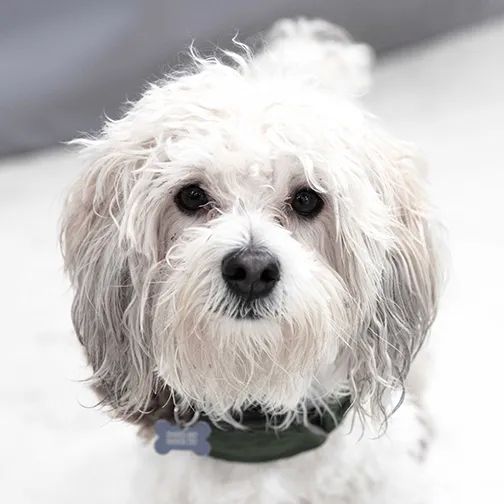 Small fluffy white dog with gray ears looking at the camera, wearing a dark collar.