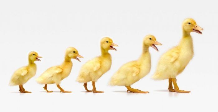 Getting Your Ducks in a Row