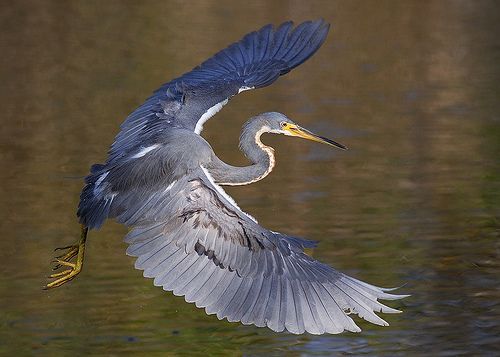 The Heron