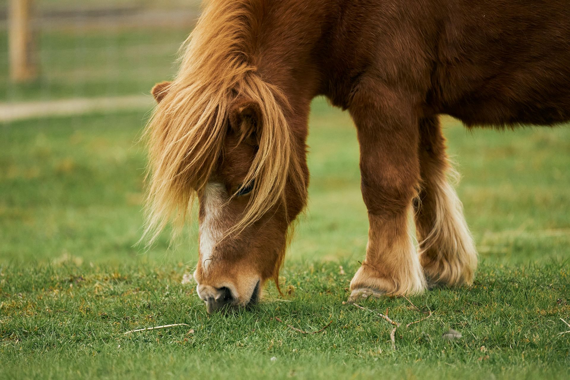 Brown pony grazing on green grass in a field