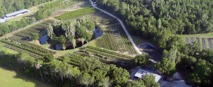 An aerial view of a farm with lots of trees and a pond.