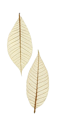 leaves