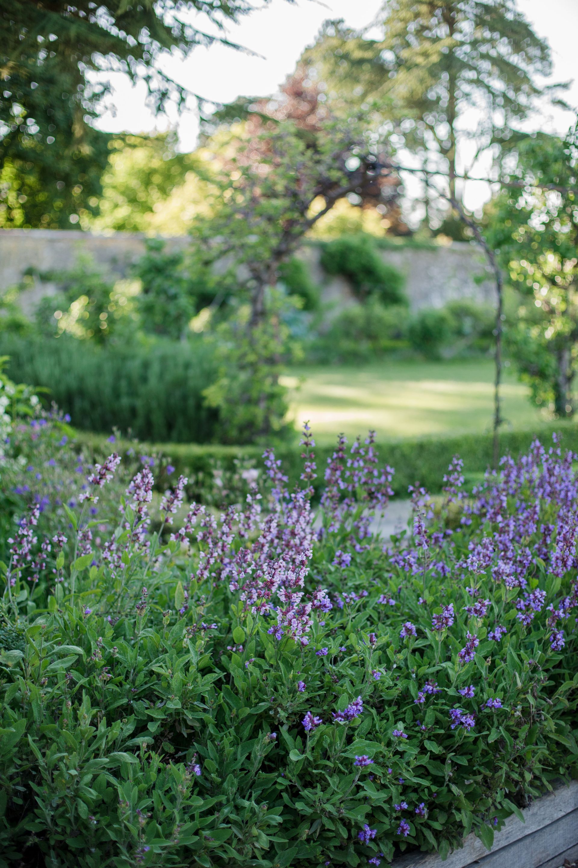 A garden filled with lots of purple flowers and green plants.