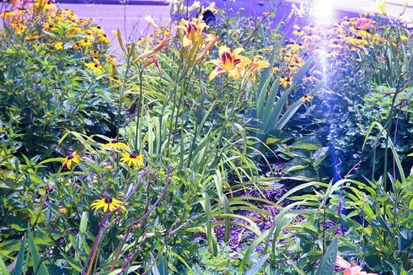Living Aids Memorial Garden gallery