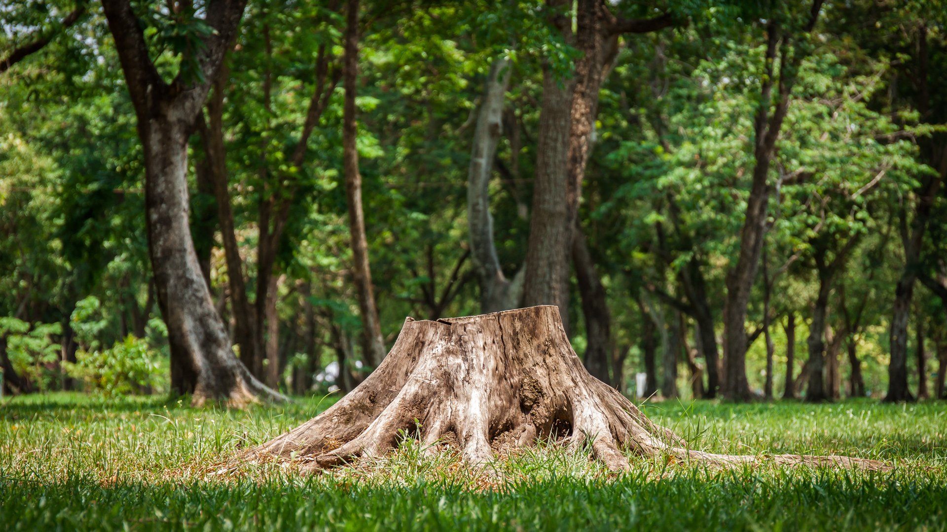 Stump and Tree Removal in Two Harbors, MN | Wright's Tree Service Stump and Tree Removal in Two Harbors, MN | Wright's Tree Service