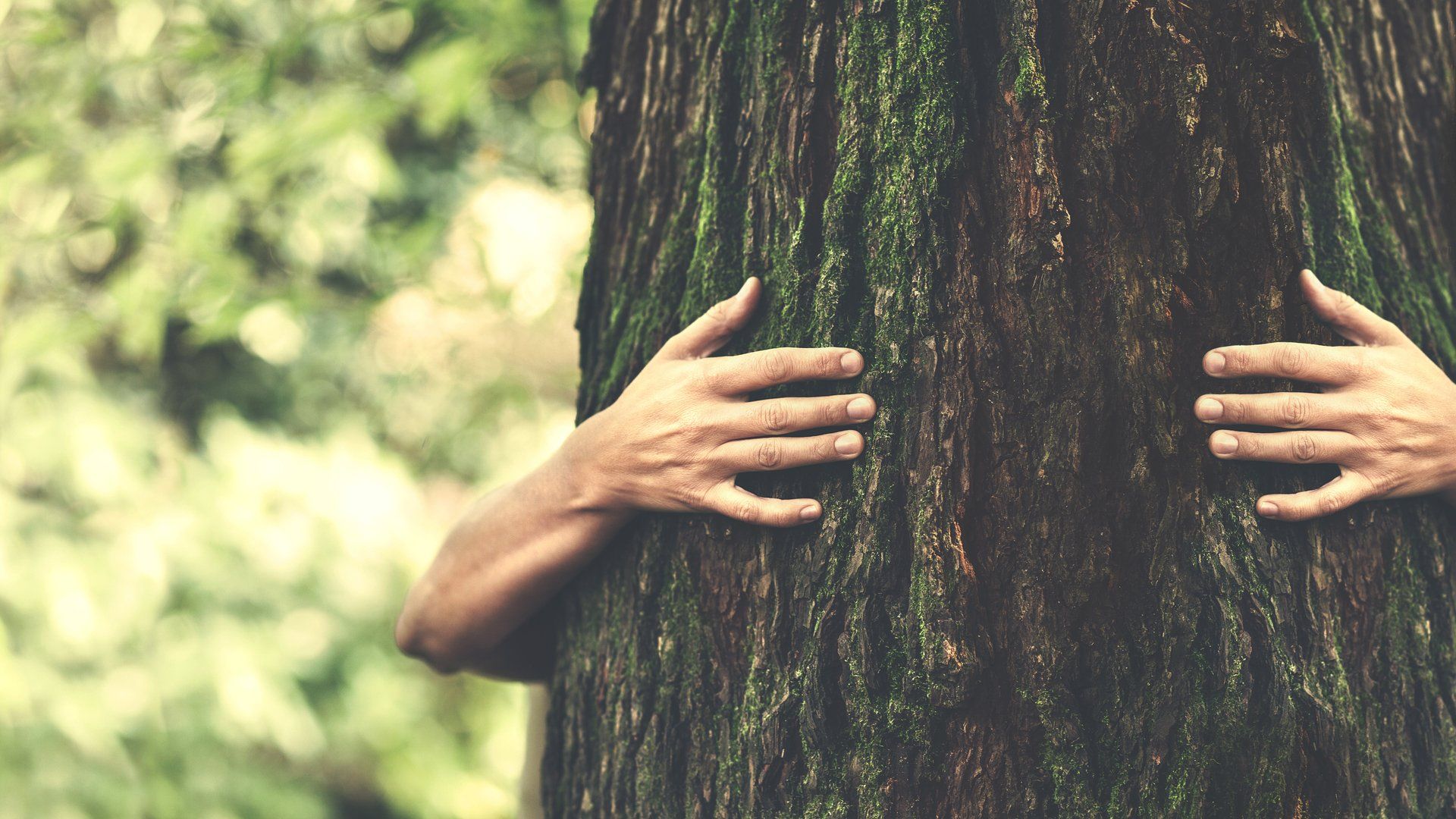 Tree Health in Two Harbors, MN | Wright's Tree Service Tree Health in Two Harbors, MN | Wright's Tree Service
