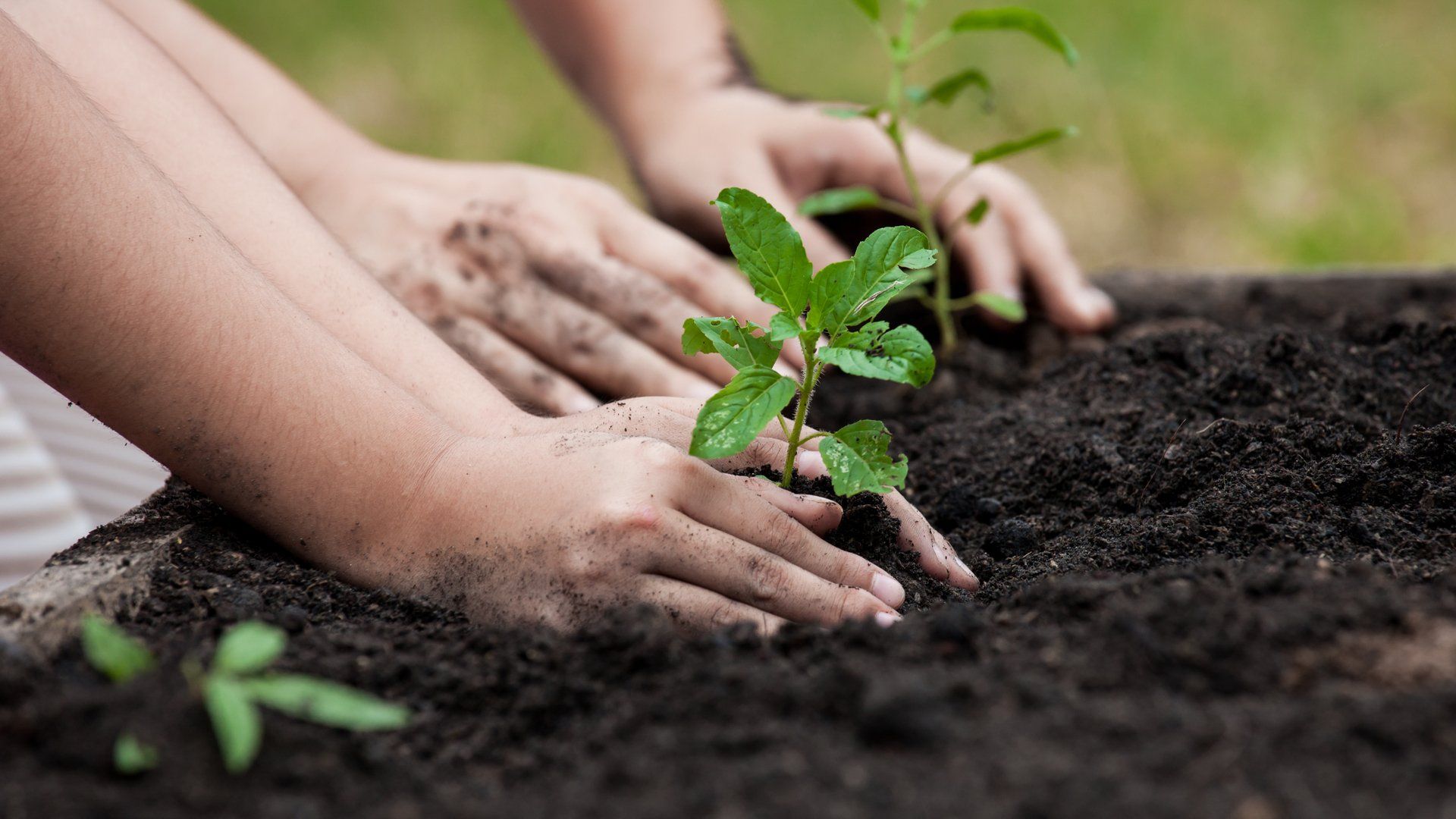 Tree Planting in Two Harbors, MN | Wright's Tree Service Tree Planting in Two Harbors, MN | Wright's Tree Service