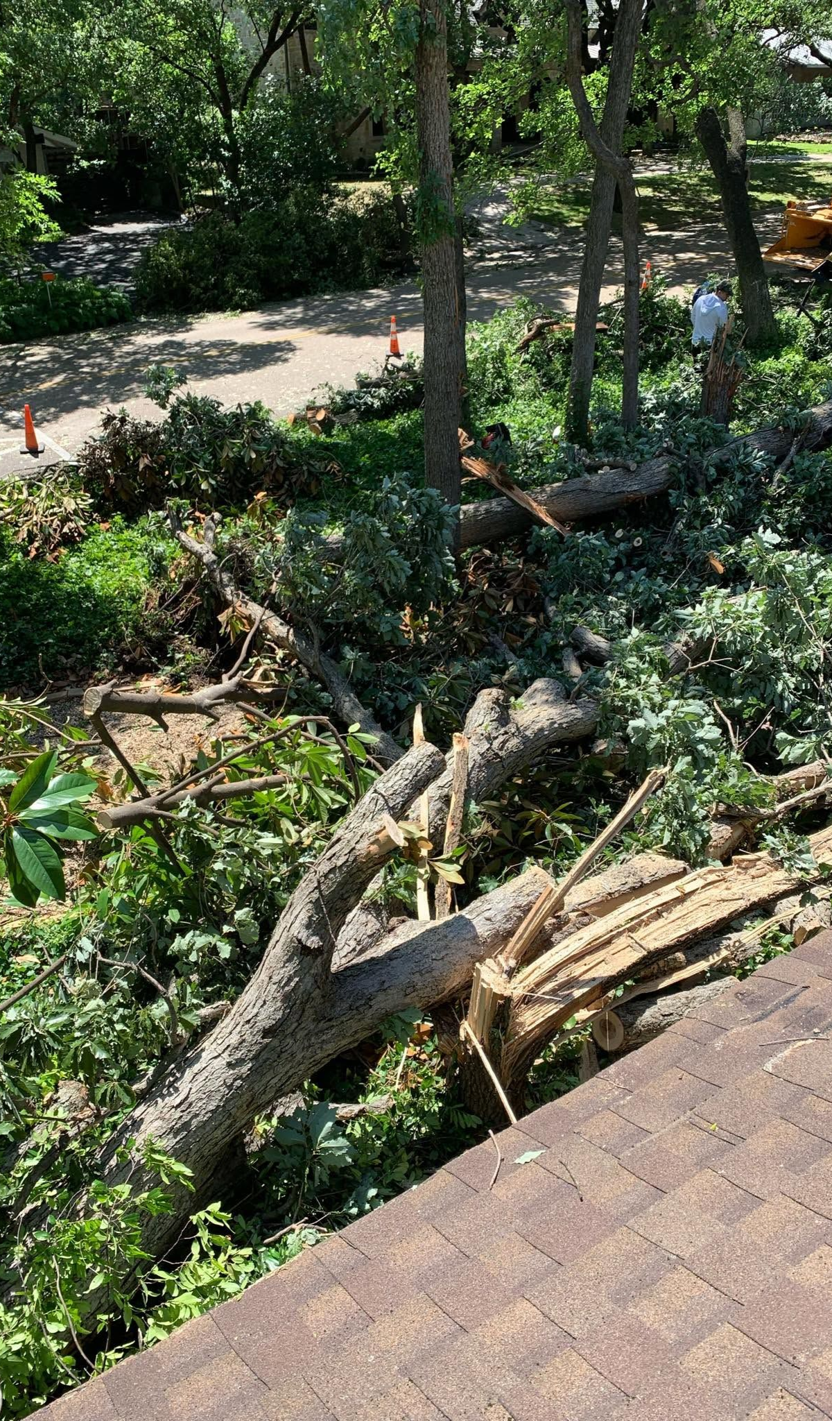 Tree fall damage in a wooded garden, with broken branches and a paved path nearby.
