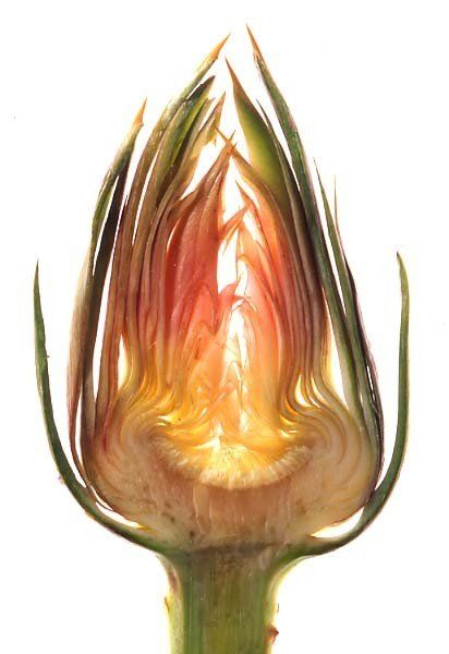 carciofo
