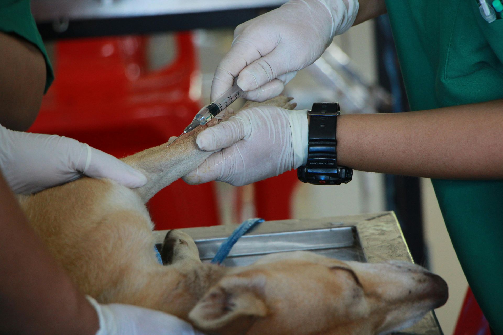 We are a modern veterinary hospital serving La Verne, Claremont, San Dimas, and Glendora, offering same-day urgent and emergency care, comprehensive dog and cat medicine, advanced diagnostics and imaging, minimally invasive procedures including endoscopy, laparoscopy, and non-surgical foreign body removal, dental cleanings, cold laser therapy, stem cell therapy, and compassionate, high-quality veterinary care under one roof.