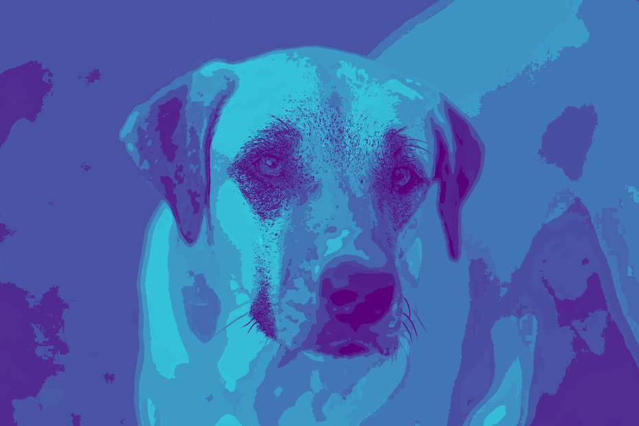 We offer same-day urgent and emergency care, comprehensive dog and cat medicine, advanced diagnostics and imaging, minimally invasive procedures including endoscopy, laparoscopy, and non-surgical foreign body removal, dental cleanings, cold laser therapy, stem cell therapy, and compassionate, high-quality veterinary care under one roof.