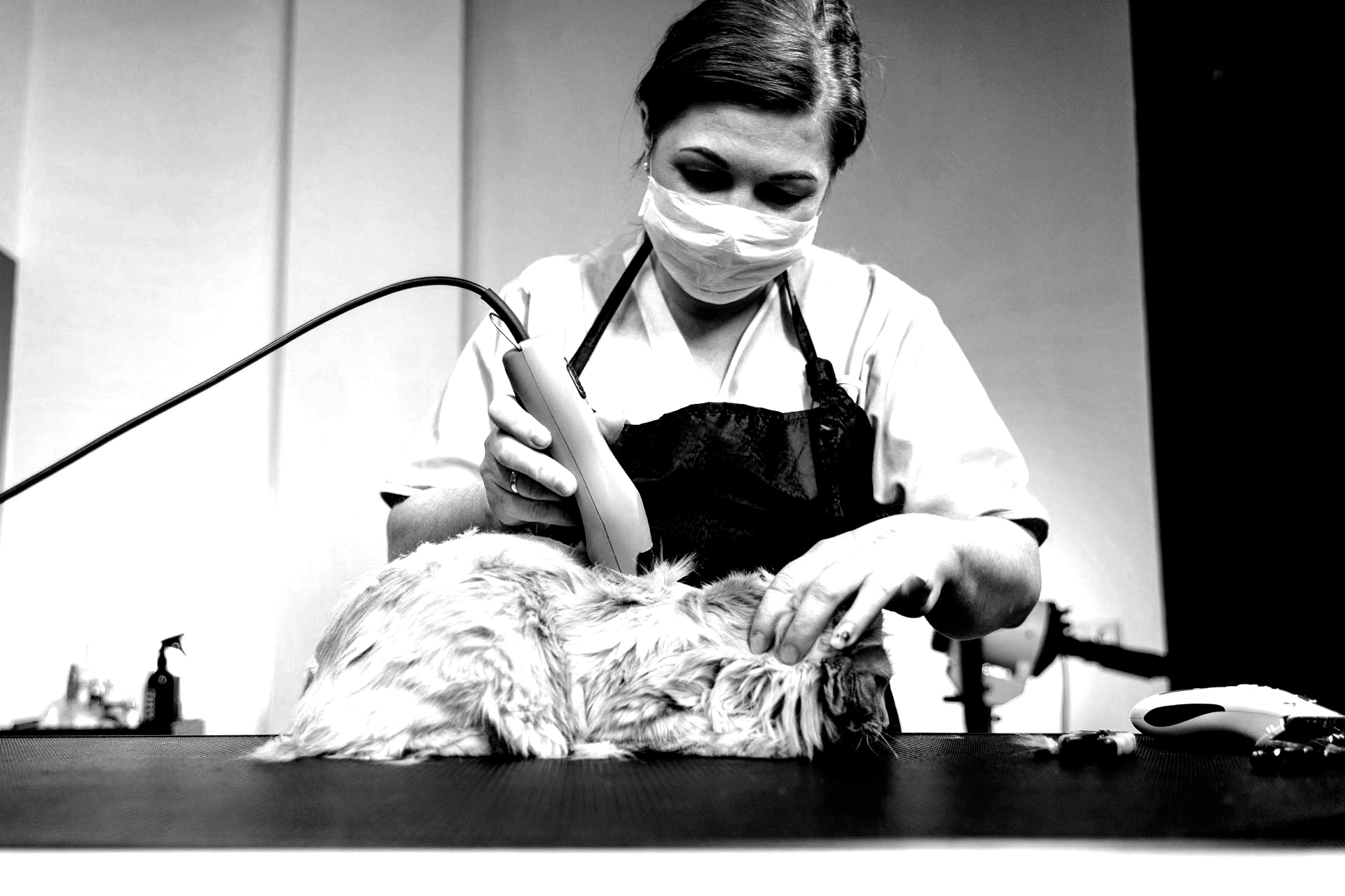Groomer in mask, apron, uses clippers on a wet, shaggy dog. Indoors, black and white photo.