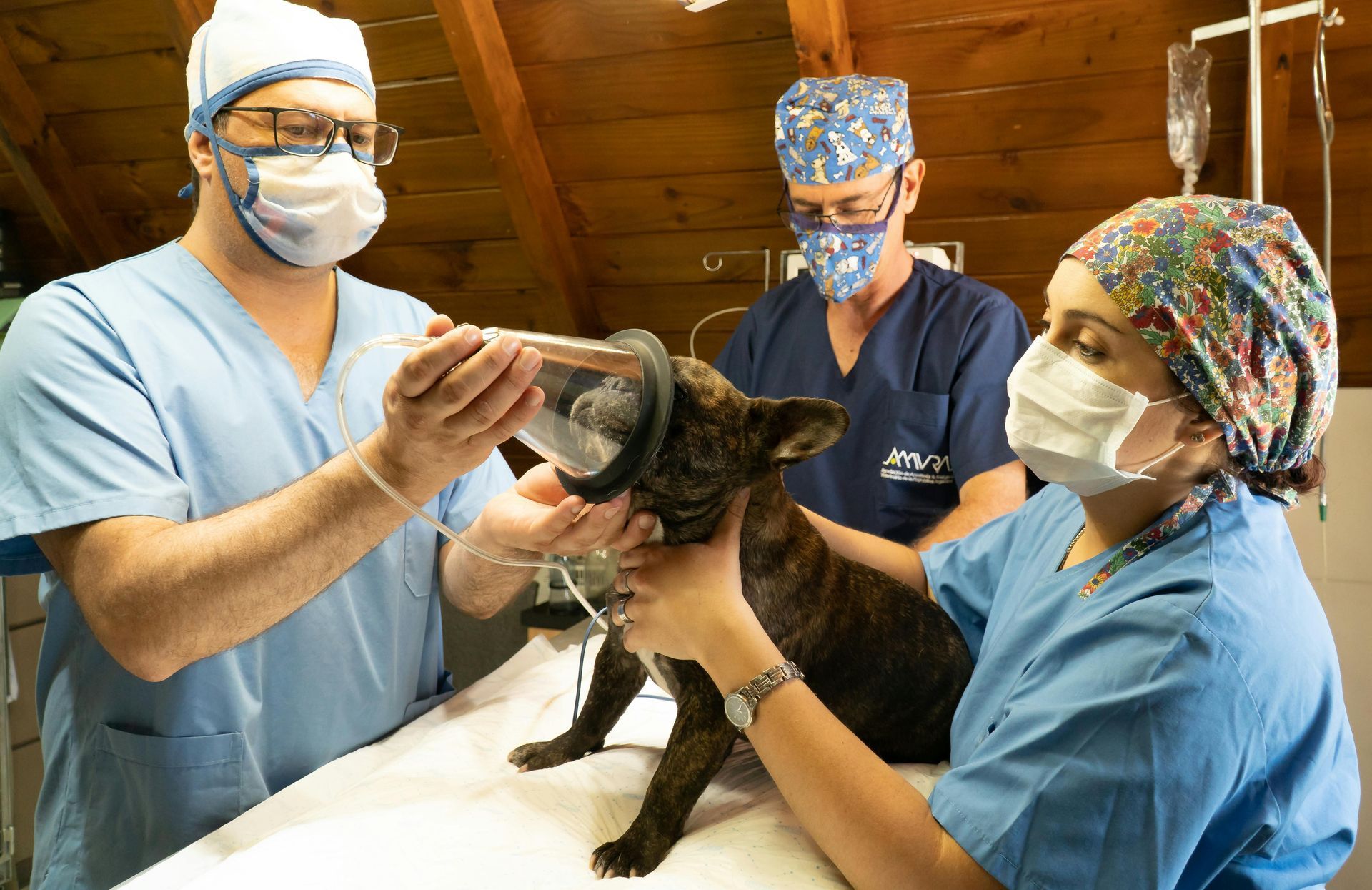 We are a modern veterinary hospital serving La Verne, Claremont, San Dimas, and Glendora, offering same-day urgent and emergency care, comprehensive dog and cat medicine, advanced diagnostics and imaging, minimally invasive procedures including endoscopy, laparoscopy, and non-surgical foreign body removal, dental cleanings, cold laser therapy, stem cell therapy, and compassionate, high-quality veterinary care under one roof.