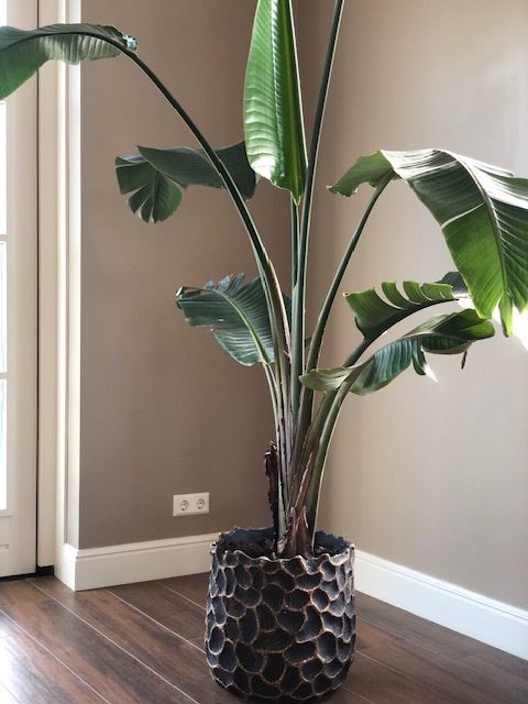 Interieurstyling aan huis / kamerplanten