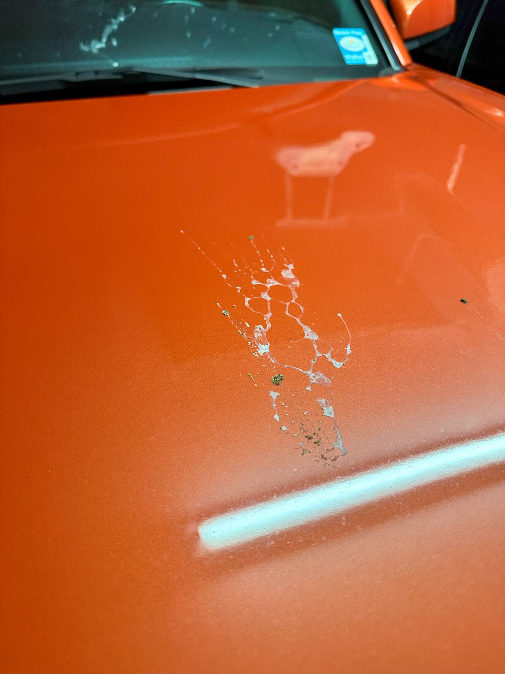 Shielding Your Car from Bird Droppings Tips and Tricks