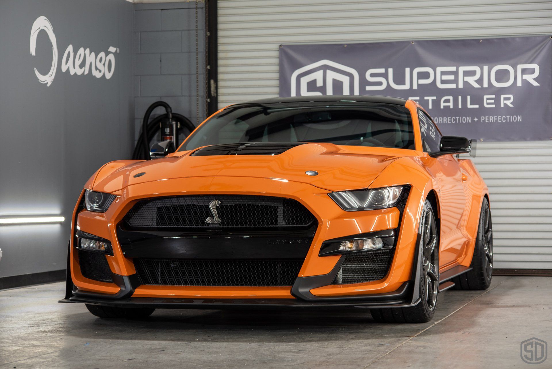 Ford Mustang GT500 Premium Detailing & Paint Correction front end Orlando, Florida USA