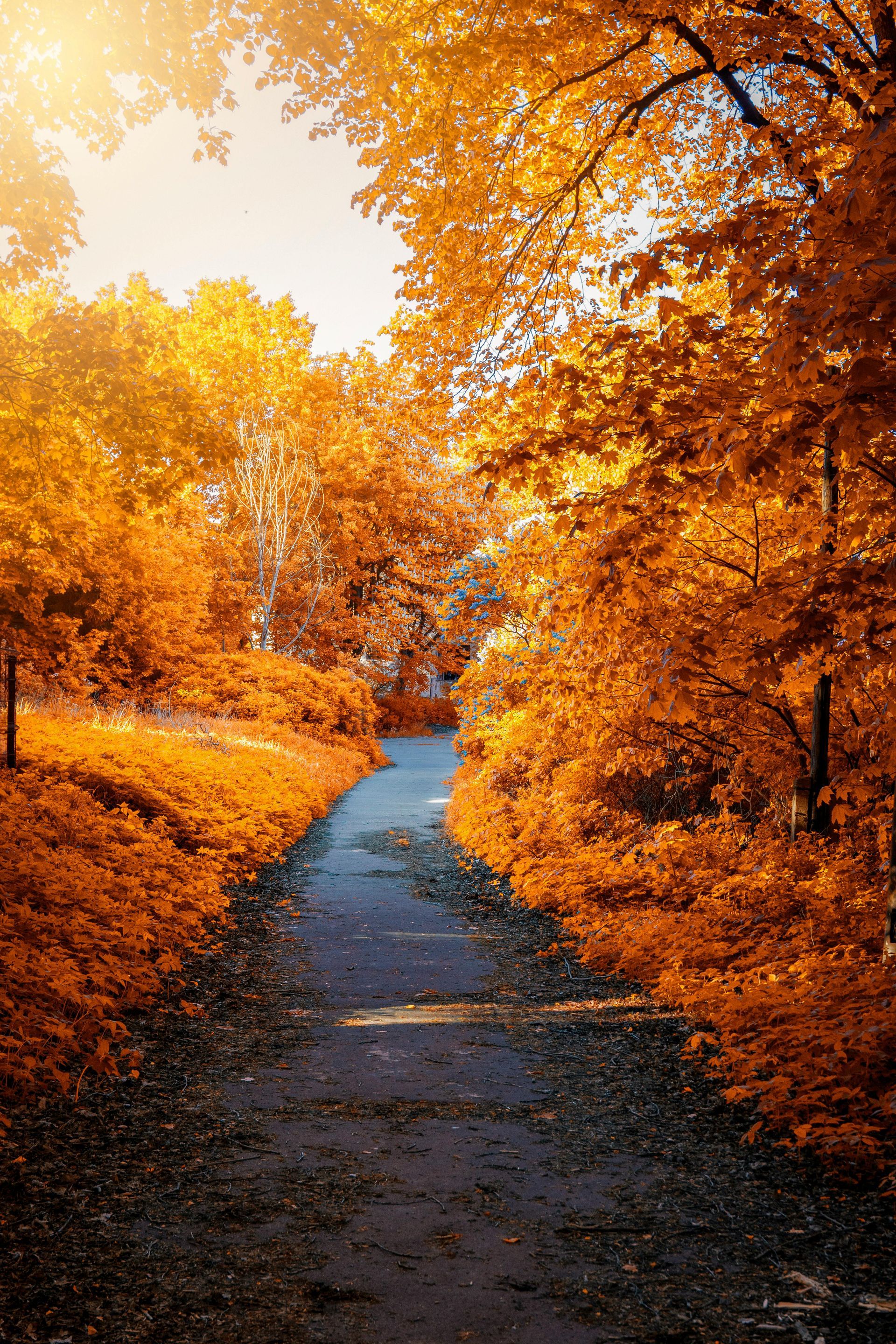 Pathway through an autumn forest; vibrant orange leaves frame the gray path, bright sunlight.