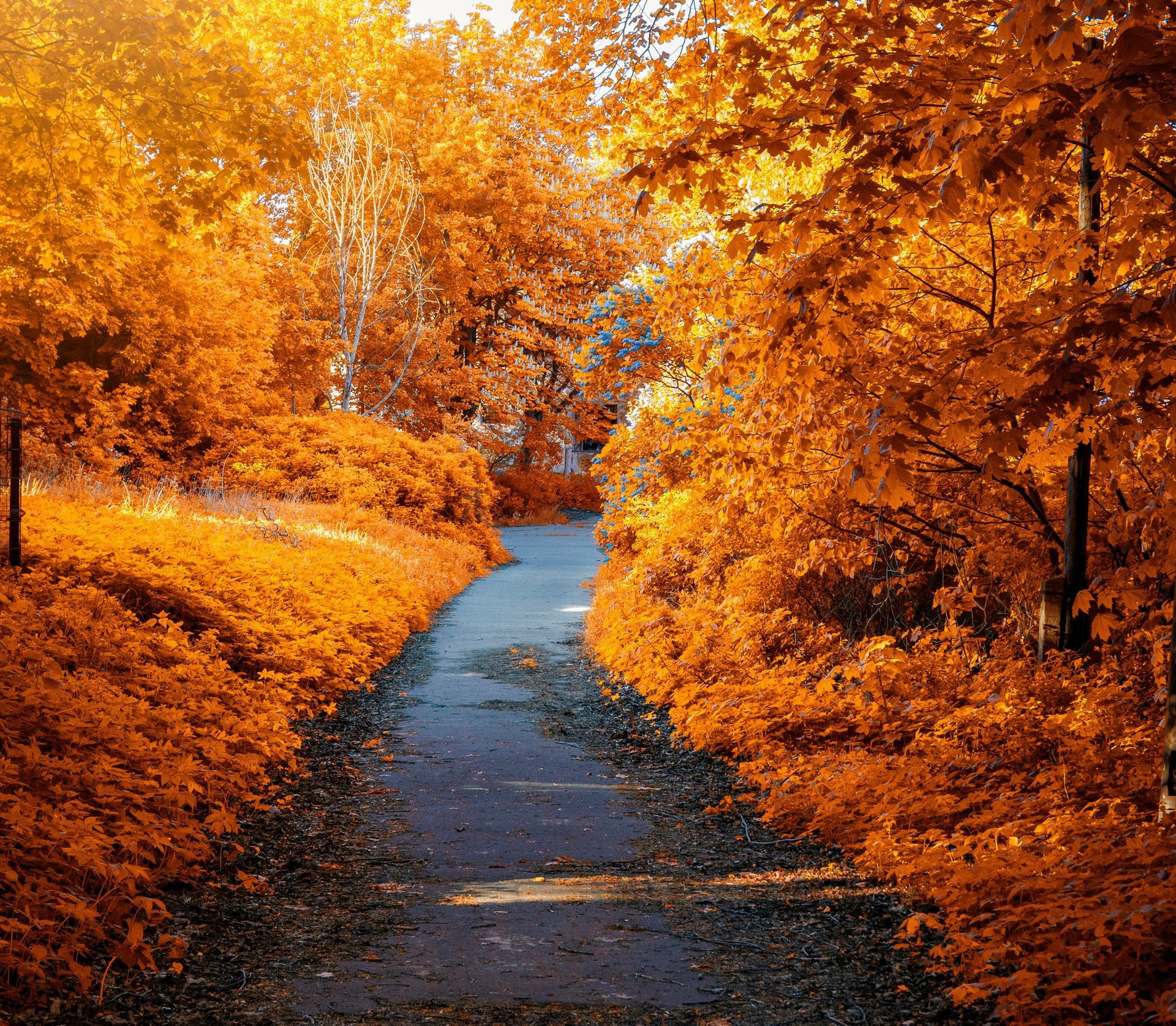 Pathway through a forest in autumn, trees with vibrant orange leaves.
