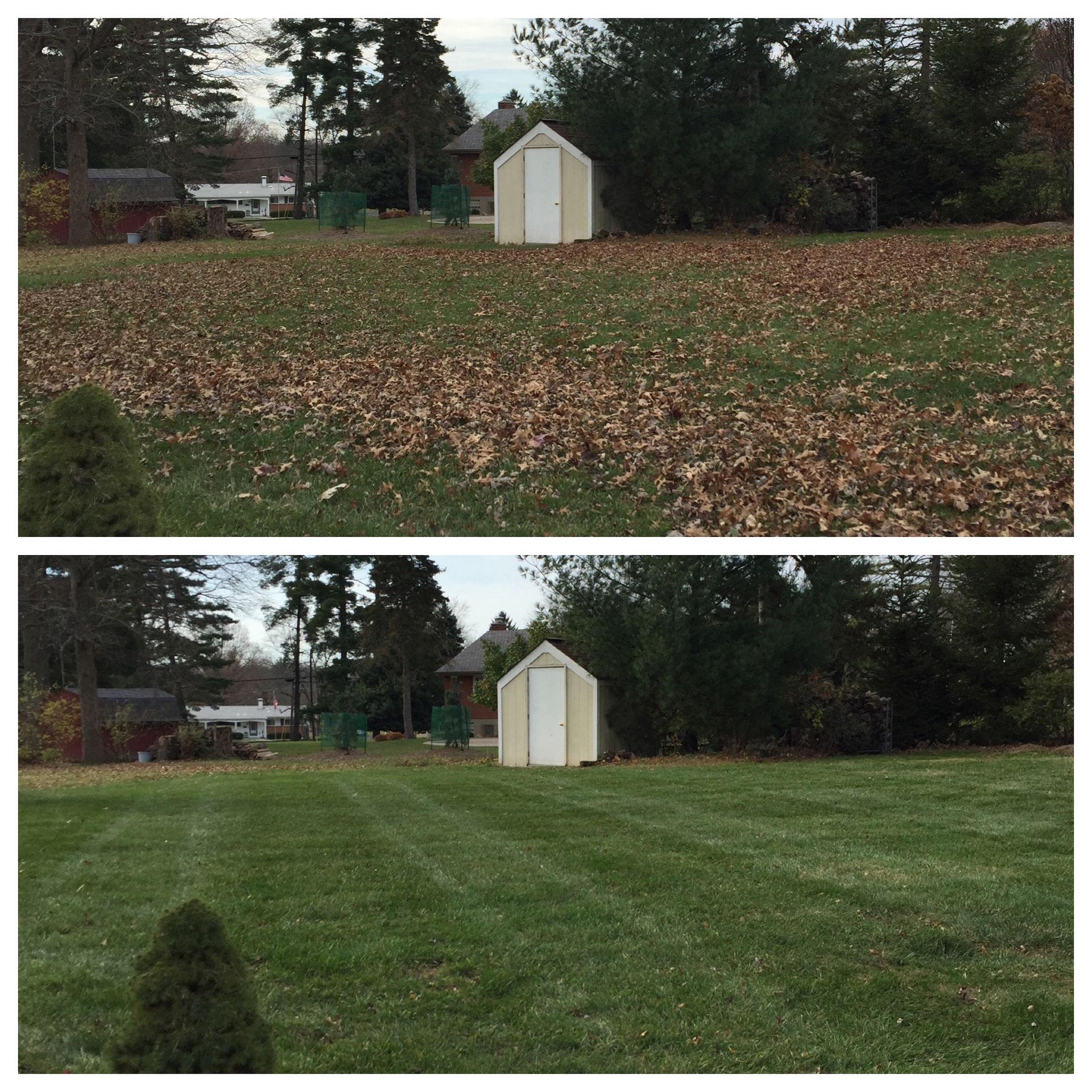 Top: yard covered in brown leaves. Bottom: same yard, green grass, leaf-free.